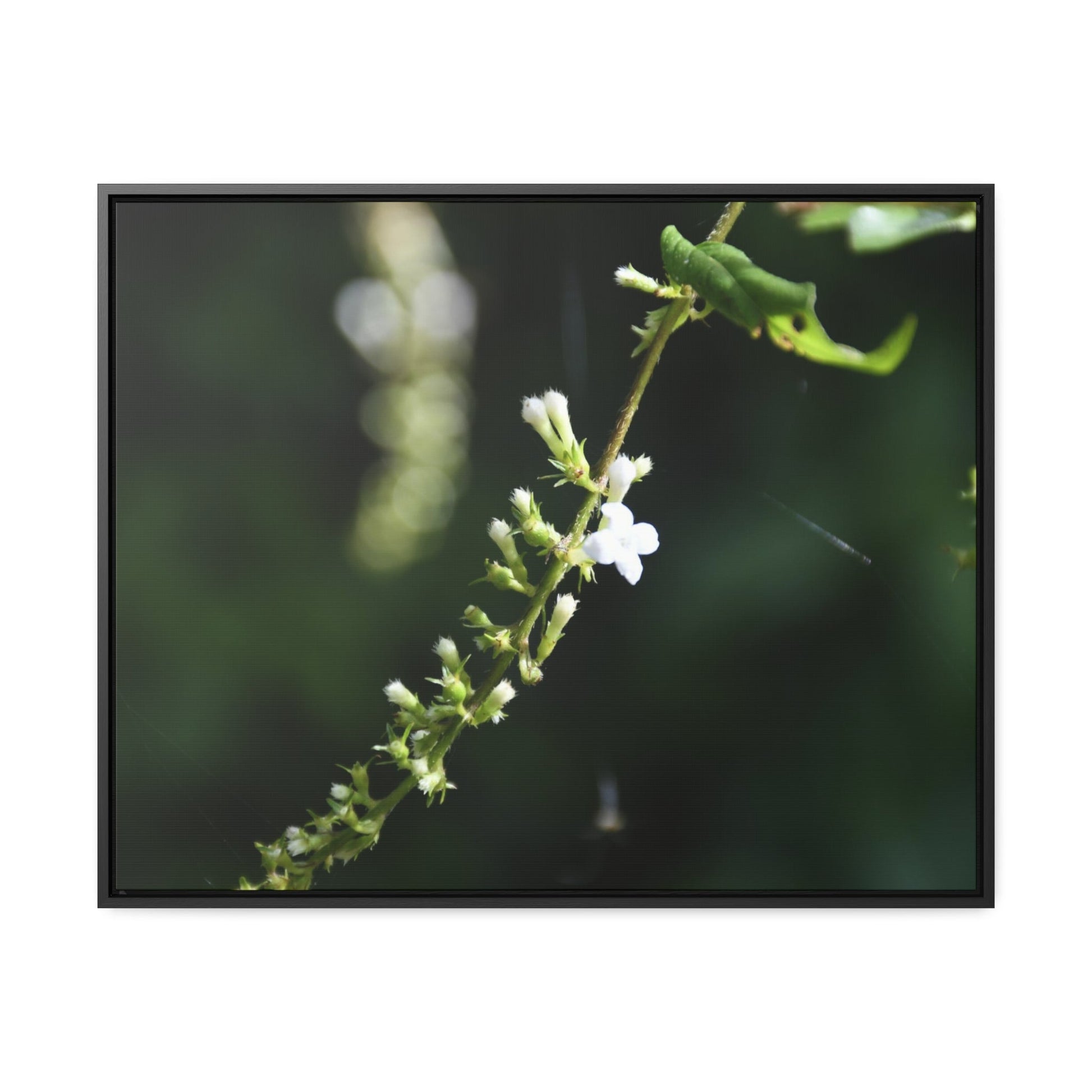 Rainforest Trails & Views - Gallery Canvas Wraps, Horizontal Frame - El Yunque National Forest - Puerto Rico - Flowers of El Yunque - Green Forest Home