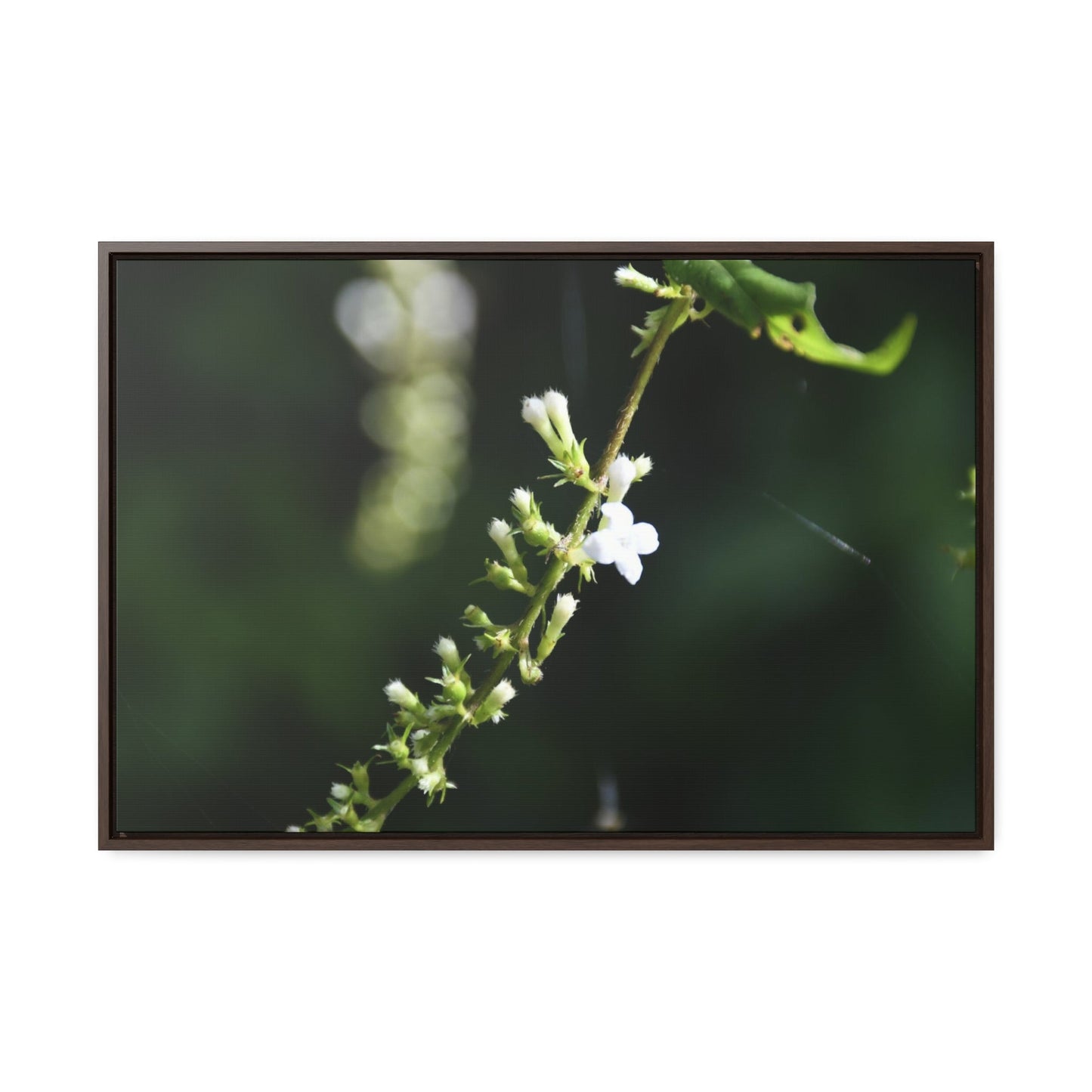Rainforest Trails & Views - Gallery Canvas Wraps, Horizontal Frame - El Yunque National Forest - Puerto Rico - Flowers of El Yunque - Green Forest Home