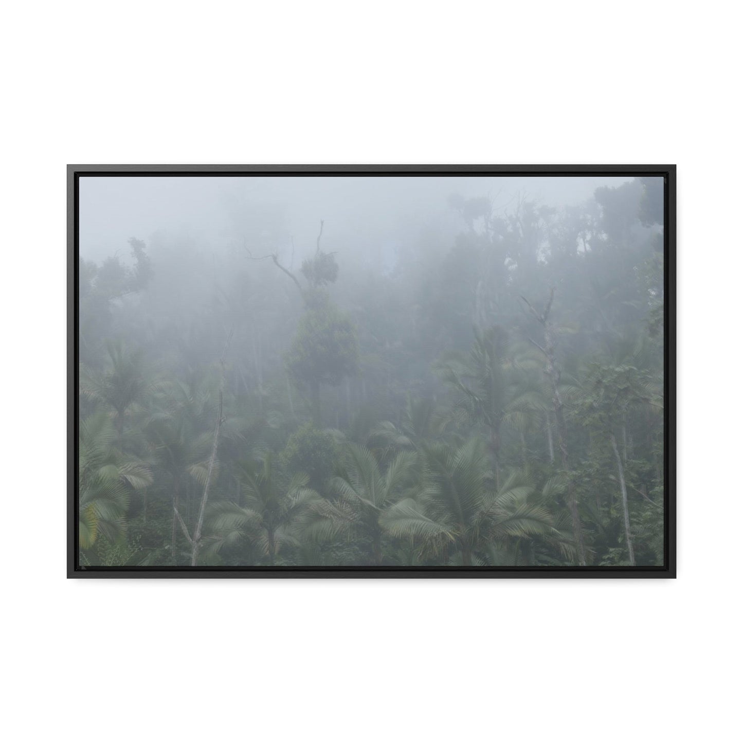 Rainforest Trails & Views - Gallery Canvas Wraps, Horizontal Frame - El Yunque National Forest - Puerto Rico - Fog and rain pummel the Rio Sabana park - Green Forest Home