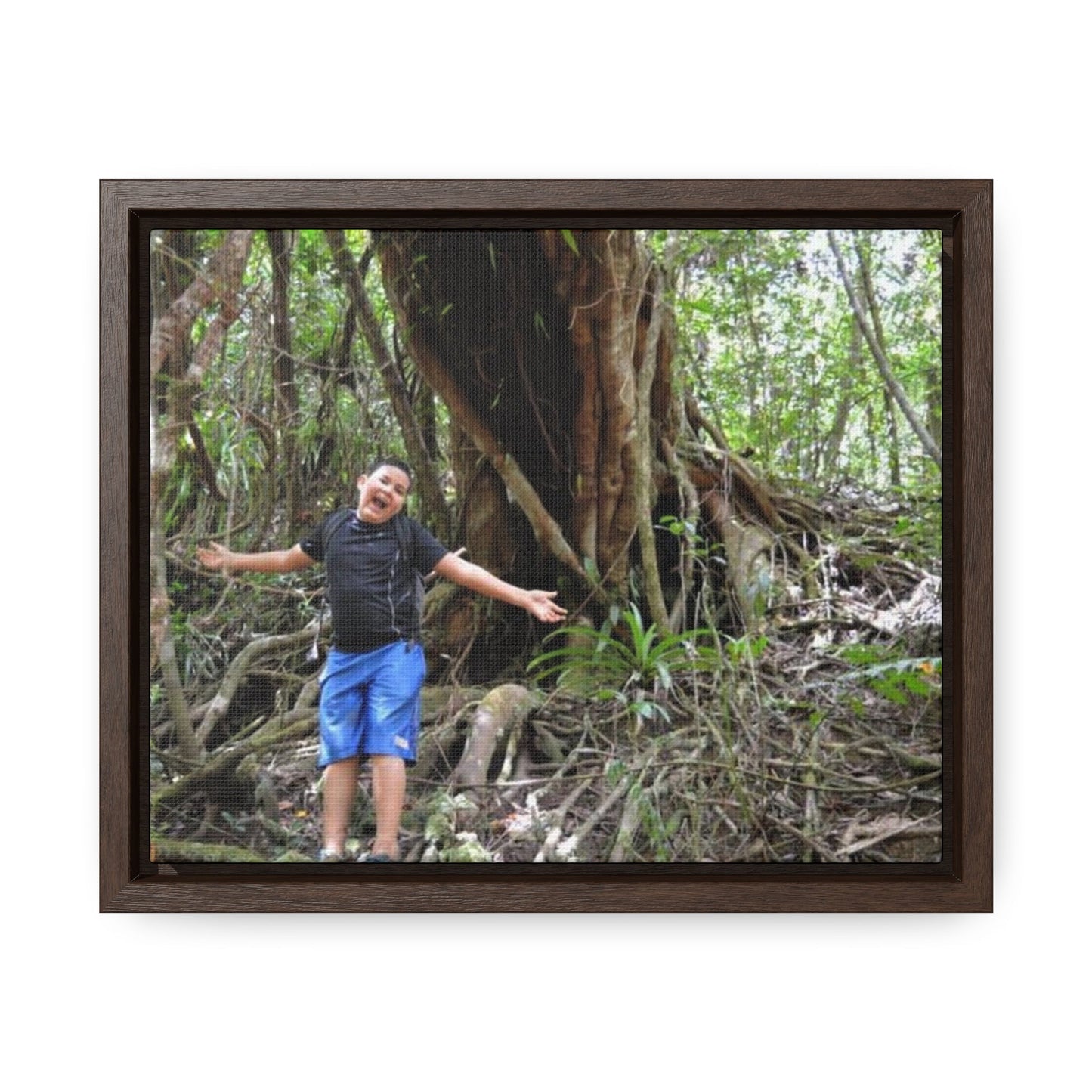 Rainforest Trails & Views - Gallery Canvas Wraps, Horizontal Frame - El Yunque National Forest - Puerto Rico - Jose next to Holy Spirit river huge Red Tree - Green Forest Home