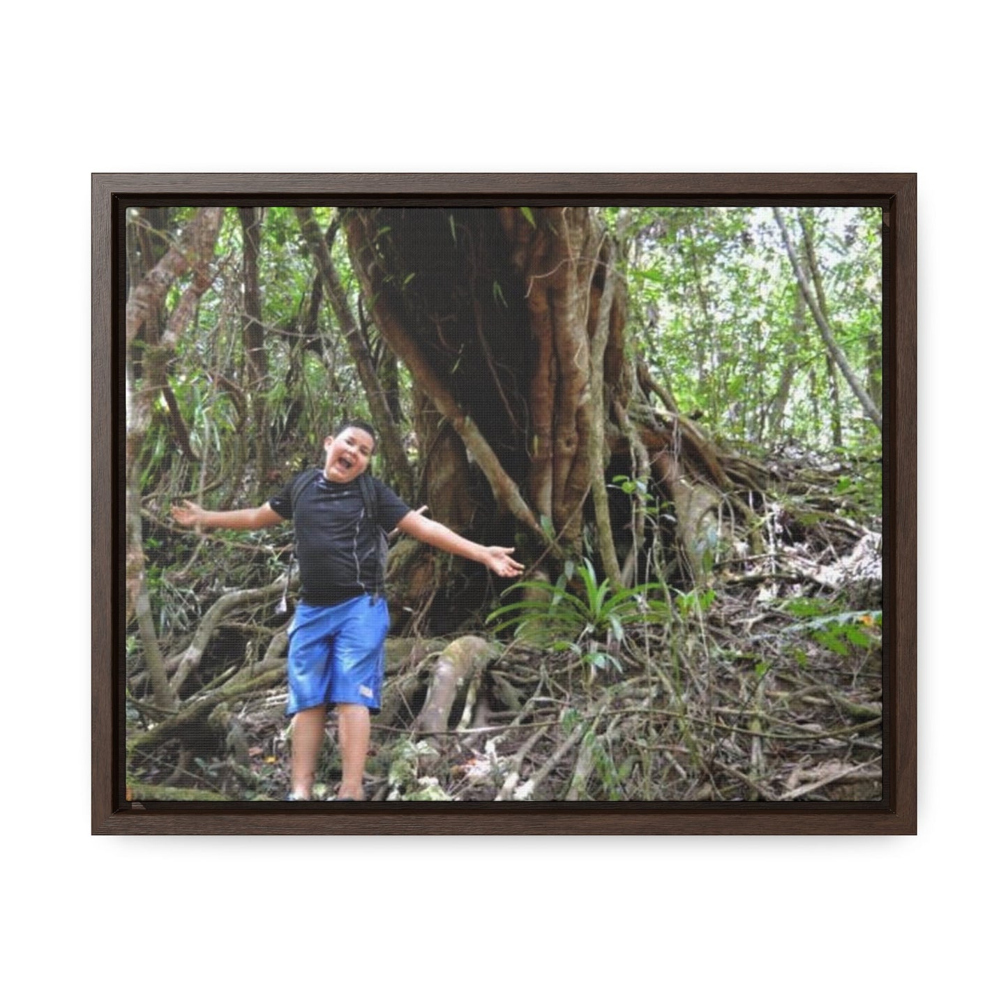 Rainforest Trails & Views - Gallery Canvas Wraps, Horizontal Frame - El Yunque National Forest - Puerto Rico - Jose next to Holy Spirit river huge Red Tree - Green Forest Home