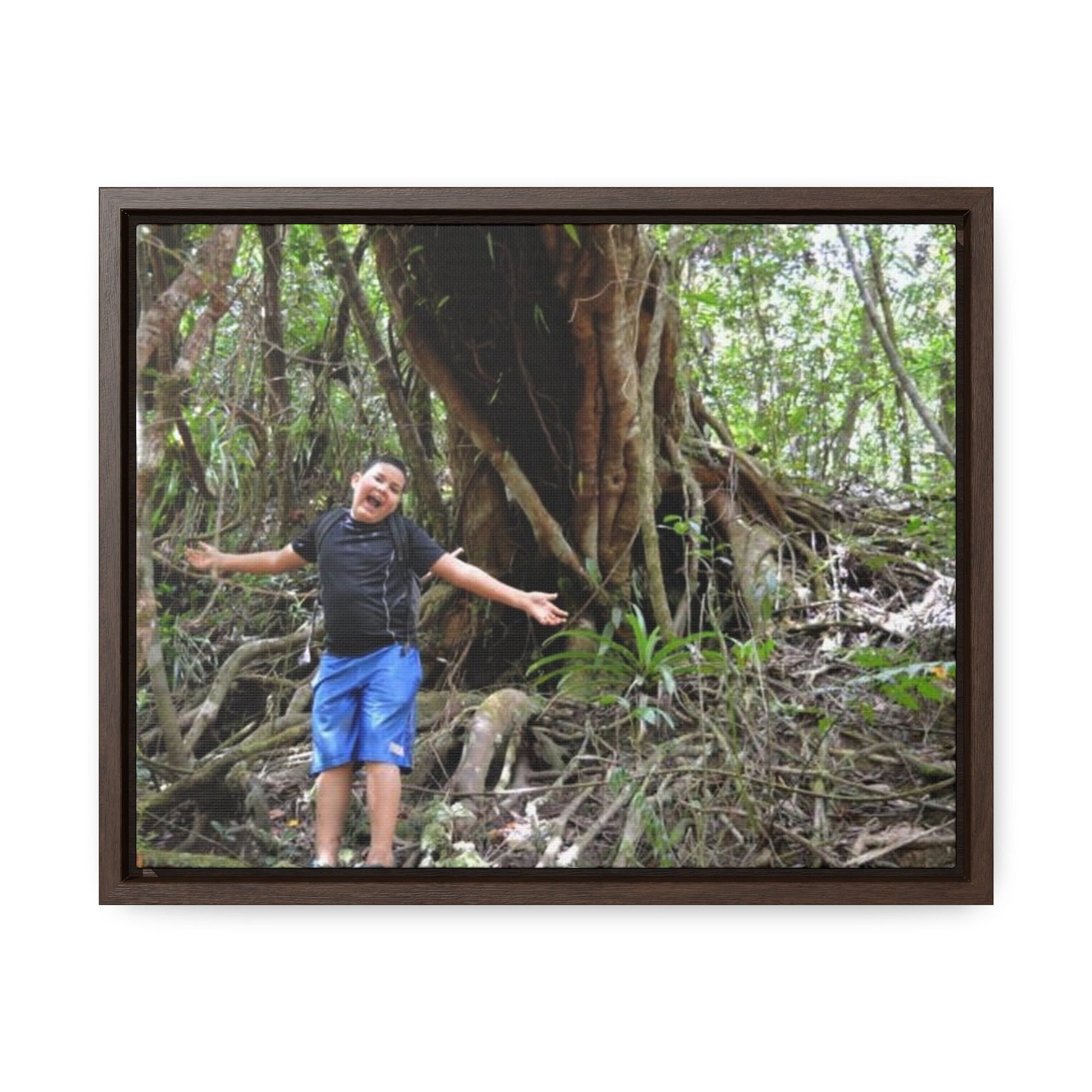 Rainforest Trails & Views - Gallery Canvas Wraps, Horizontal Frame - El Yunque National Forest - Puerto Rico - Jose next to Holy Spirit river huge Red Tree - Green Forest Home