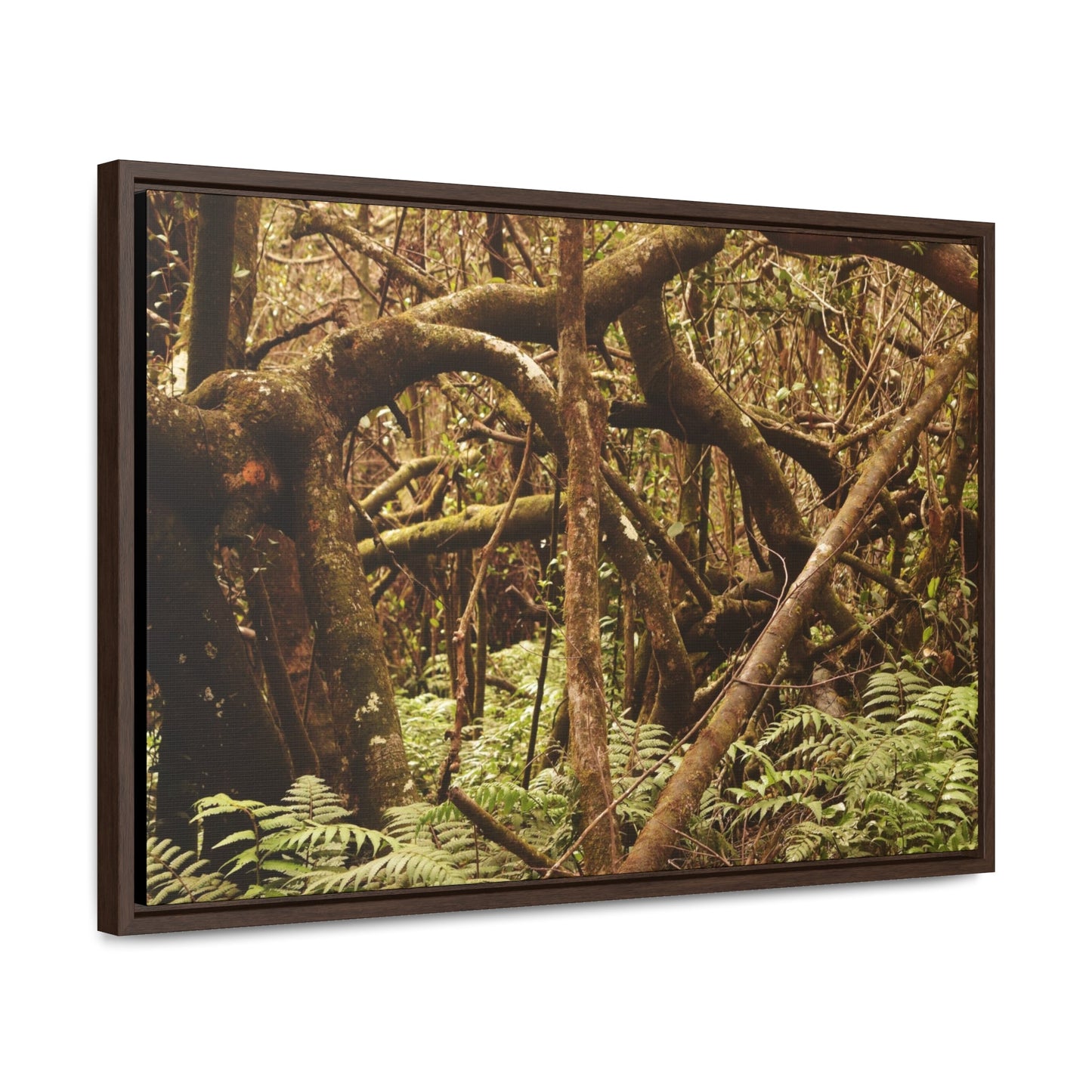 Rainforest Trails & Views - Gallery Canvas Wraps, Horizontal Frame - El Yunque National Forest - Puerto Rico - Jumble forest after Hurricane Maria - Rio Sabana - Green Forest Home