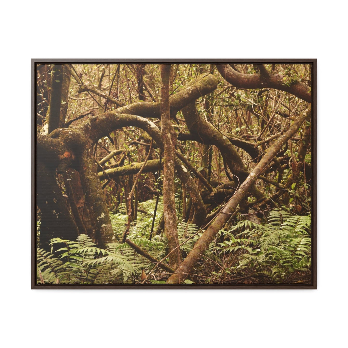 Rainforest Trails & Views - Gallery Canvas Wraps, Horizontal Frame - El Yunque National Forest - Puerto Rico - Jumble forest after Hurricane Maria - Rio Sabana - Green Forest Home