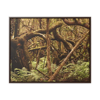 Rainforest Trails & Views - Gallery Canvas Wraps, Horizontal Frame - El Yunque National Forest - Puerto Rico - Jumble forest after Hurricane Maria - Rio Sabana - Green Forest Home