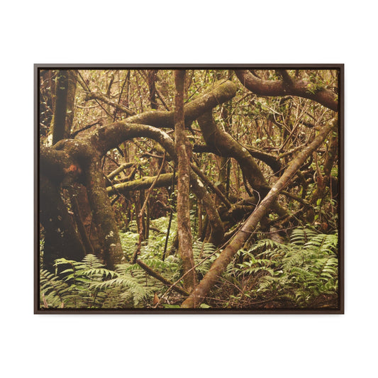 Rainforest Trails & Views - Gallery Canvas Wraps, Horizontal Frame - El Yunque National Forest - Puerto Rico - Jumble forest after Hurricane Maria - Rio Sabana - Green Forest Home