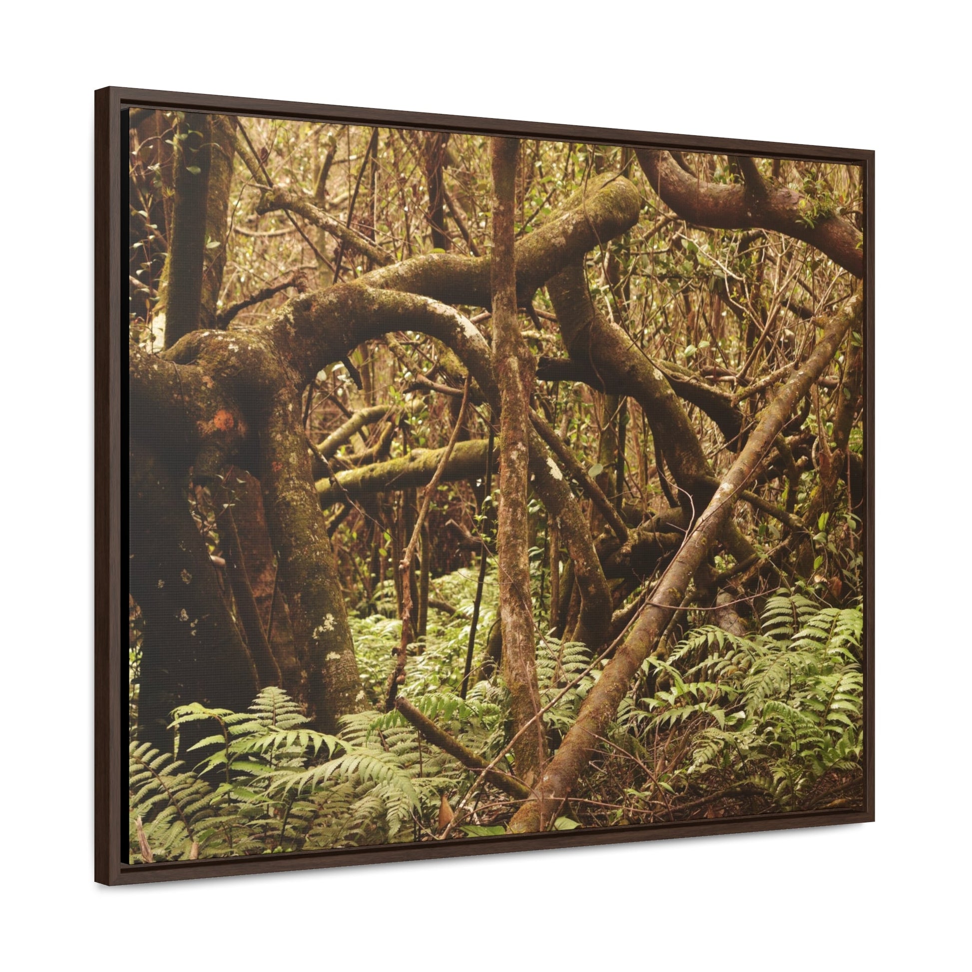Rainforest Trails & Views - Gallery Canvas Wraps, Horizontal Frame - El Yunque National Forest - Puerto Rico - Jumble forest after Hurricane Maria - Rio Sabana - Green Forest Home