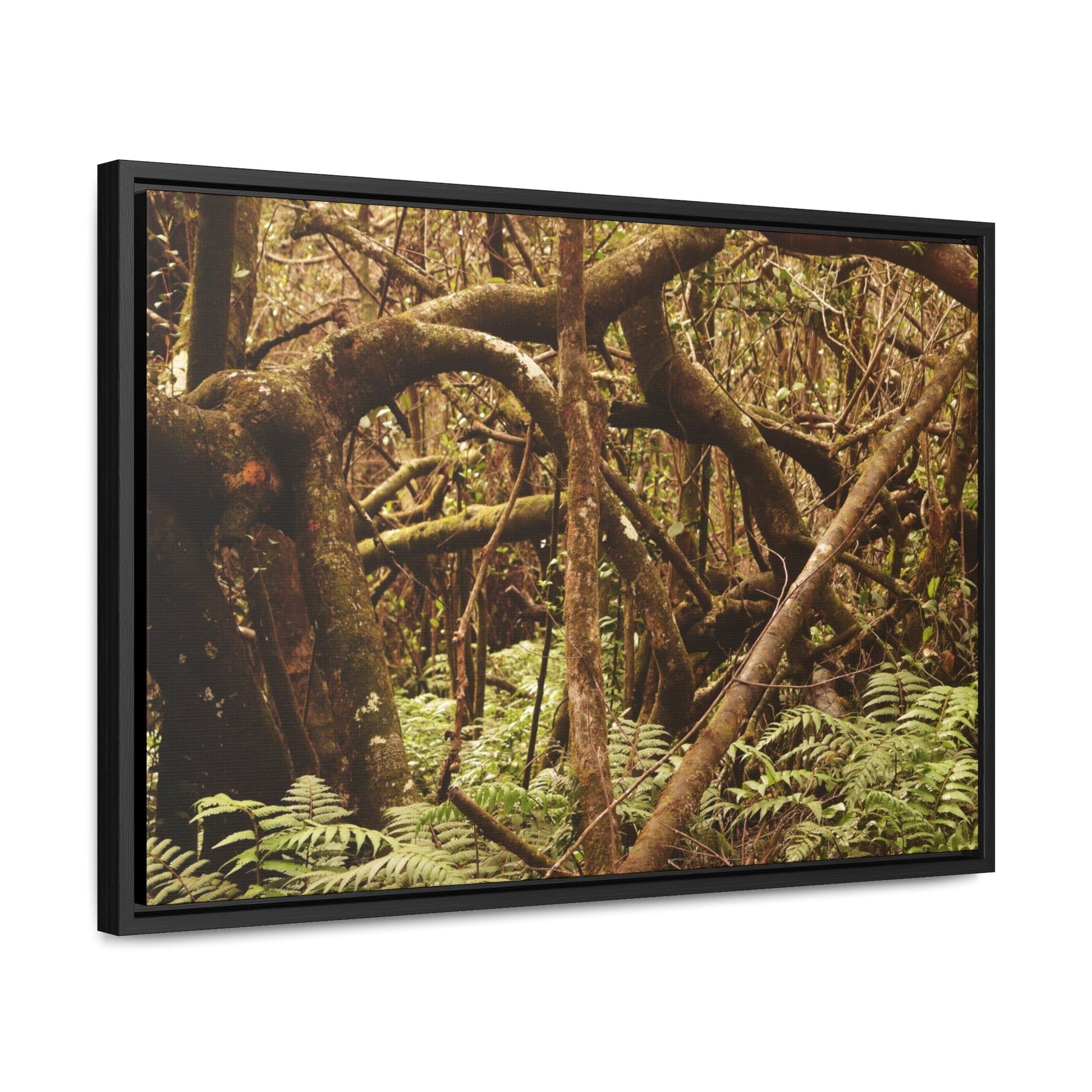 Rainforest Trails & Views - Gallery Canvas Wraps, Horizontal Frame - El Yunque National Forest - Puerto Rico - Jumble forest after Hurricane Maria - Rio Sabana - Green Forest Home