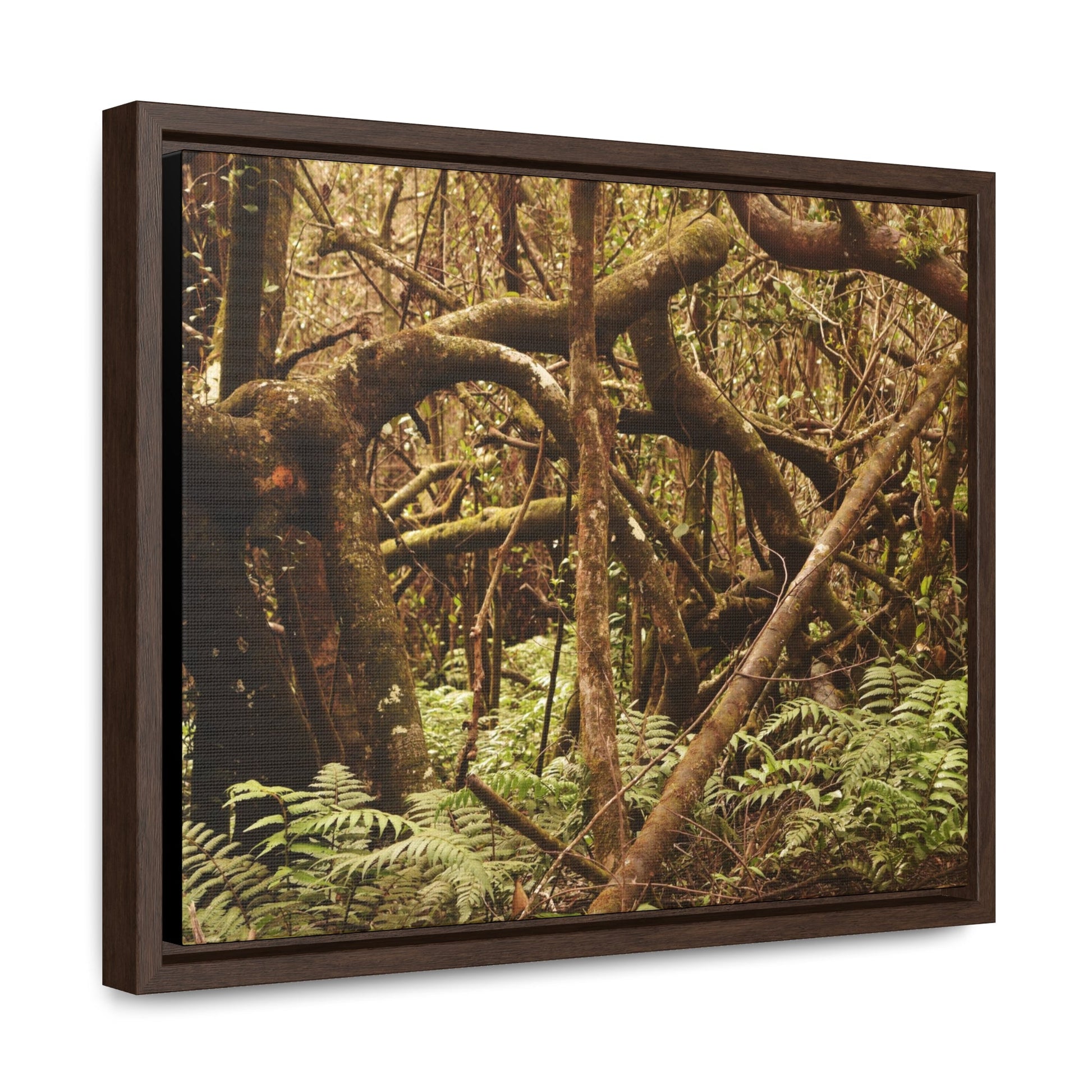 Rainforest Trails & Views - Gallery Canvas Wraps, Horizontal Frame - El Yunque National Forest - Puerto Rico - Jumble forest after Hurricane Maria - Rio Sabana - Green Forest Home