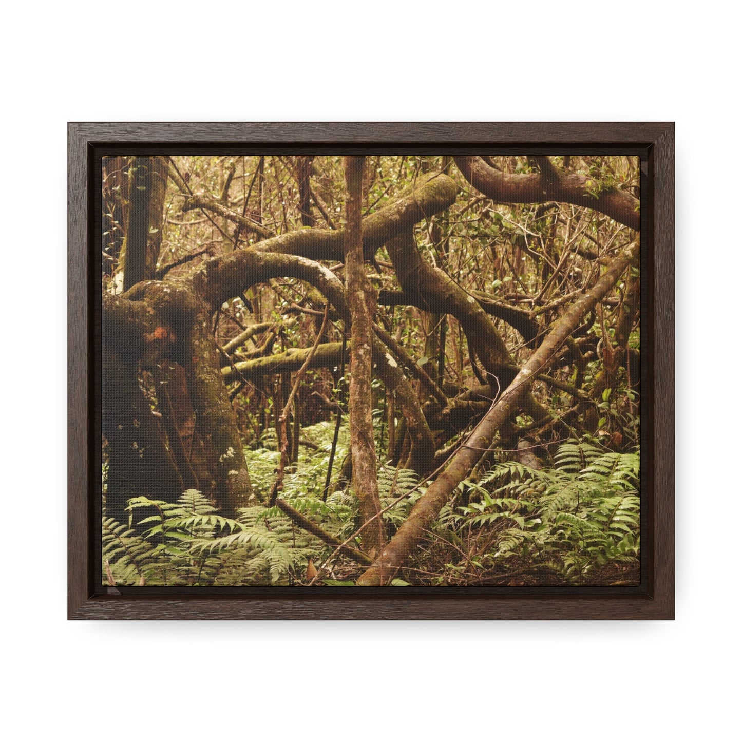 Rainforest Trails & Views - Gallery Canvas Wraps, Horizontal Frame - El Yunque National Forest - Puerto Rico - Jumble forest after Hurricane Maria - Rio Sabana - Green Forest Home