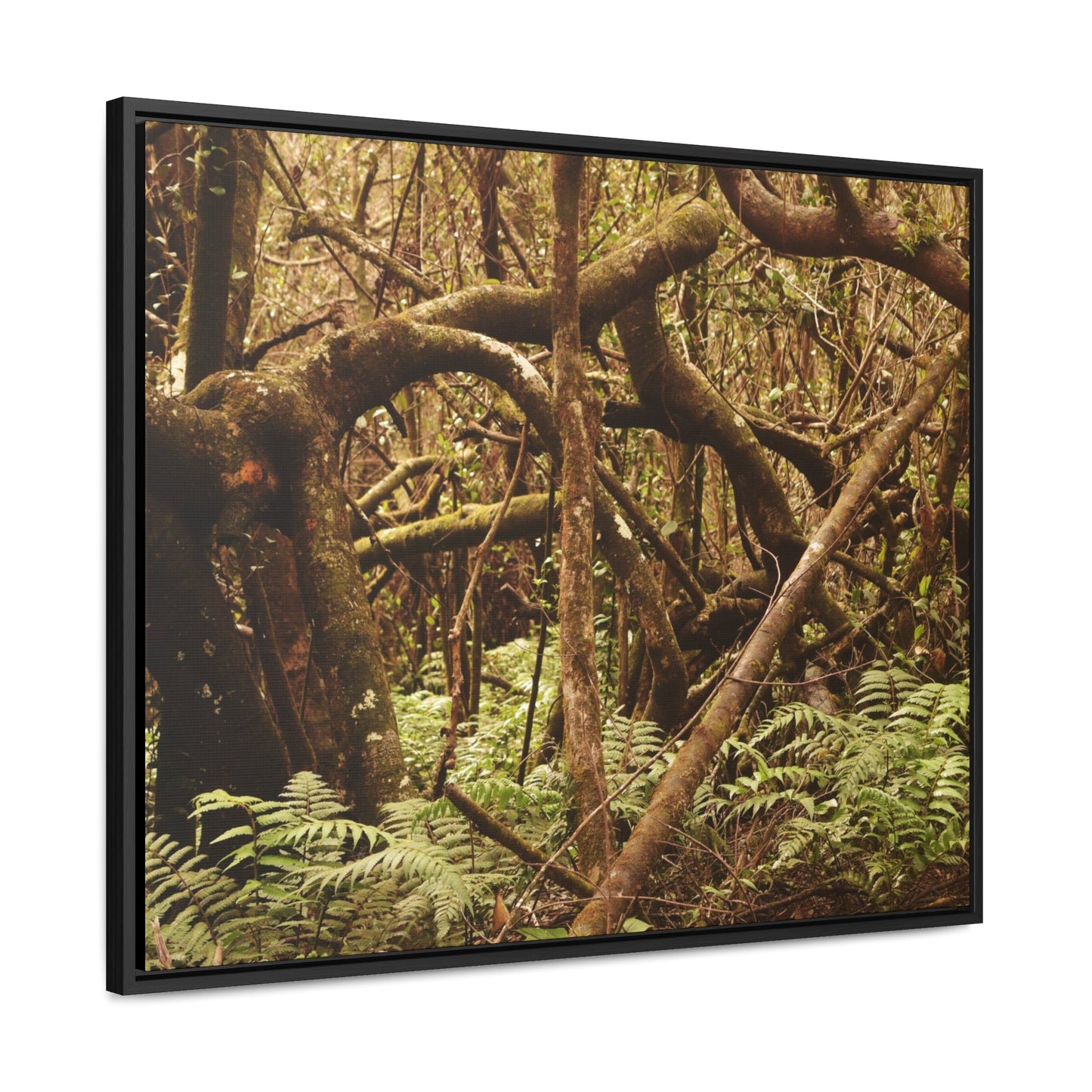 Rainforest Trails & Views - Gallery Canvas Wraps, Horizontal Frame - El Yunque National Forest - Puerto Rico - Jumble forest after Hurricane Maria - Rio Sabana - Green Forest Home