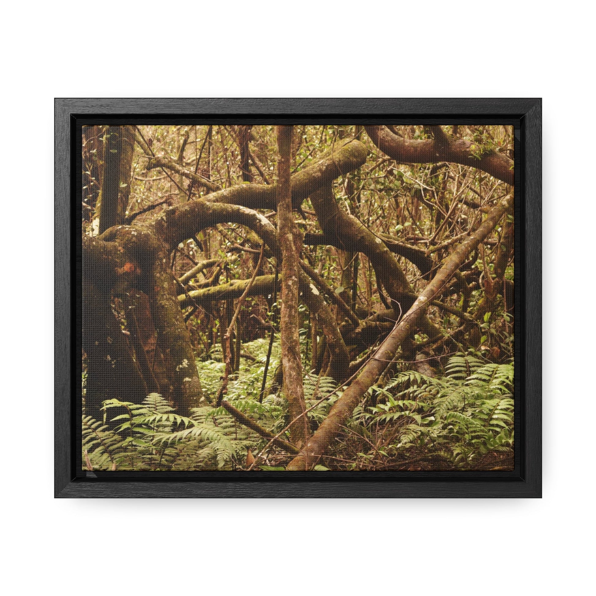 Rainforest Trails & Views - Gallery Canvas Wraps, Horizontal Frame - El Yunque National Forest - Puerto Rico - Jumble forest after Hurricane Maria - Rio Sabana - Green Forest Home