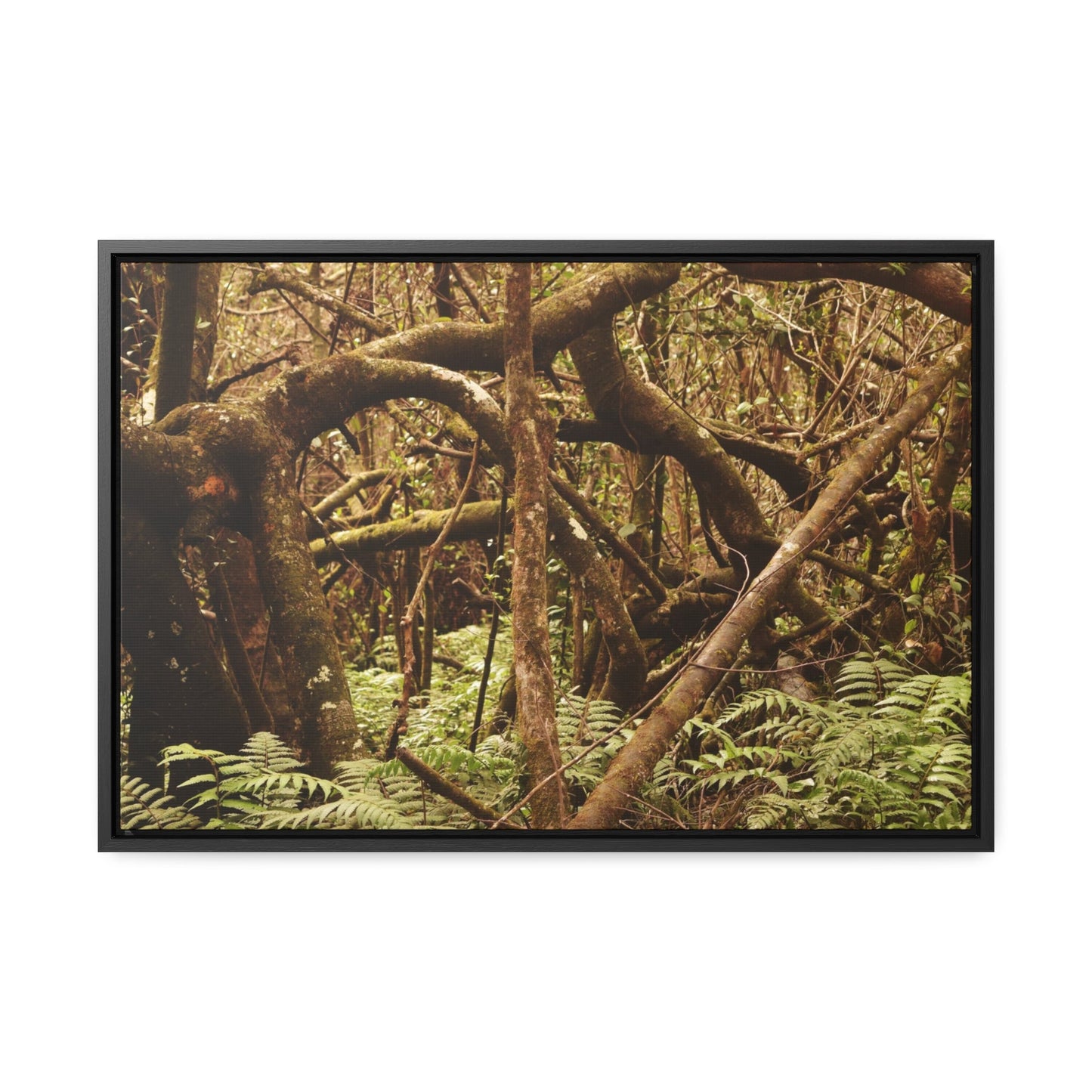 Rainforest Trails & Views - Gallery Canvas Wraps, Horizontal Frame - El Yunque National Forest - Puerto Rico - Jumble forest after Hurricane Maria - Rio Sabana - Green Forest Home