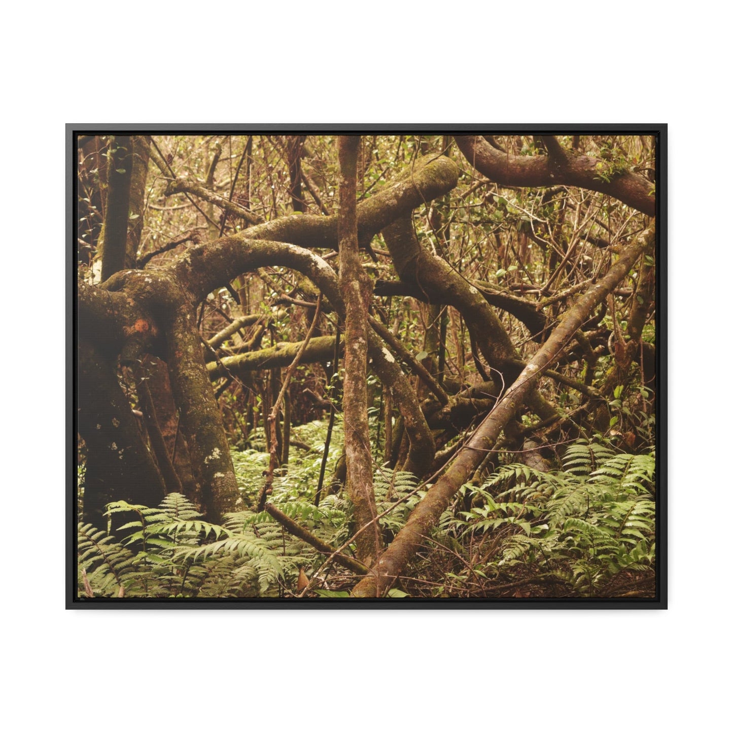 Rainforest Trails & Views - Gallery Canvas Wraps, Horizontal Frame - El Yunque National Forest - Puerto Rico - Jumble forest after Hurricane Maria - Rio Sabana - Green Forest Home