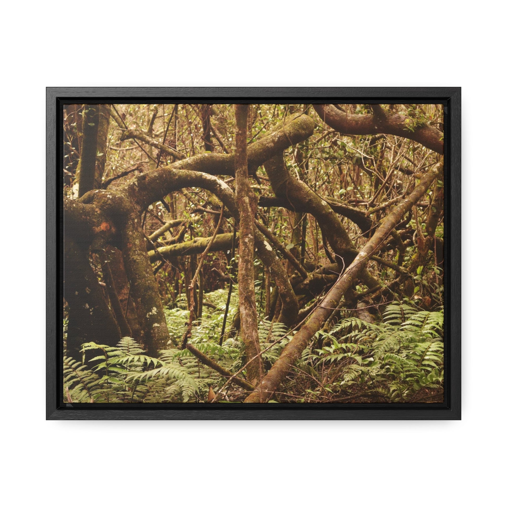 Rainforest Trails & Views - Gallery Canvas Wraps, Horizontal Frame - El Yunque National Forest - Puerto Rico - Jumble forest after Hurricane Maria - Rio Sabana - Green Forest Home