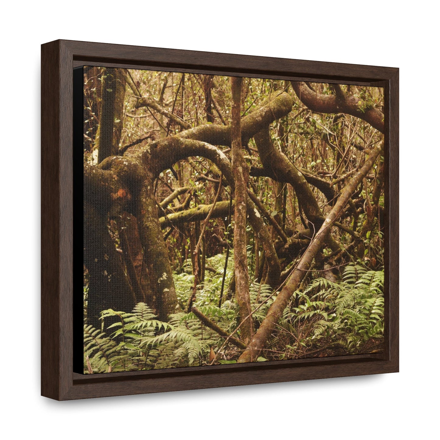 Rainforest Trails & Views - Gallery Canvas Wraps, Horizontal Frame - El Yunque National Forest - Puerto Rico - Jumble forest after Hurricane Maria - Rio Sabana - Green Forest Home
