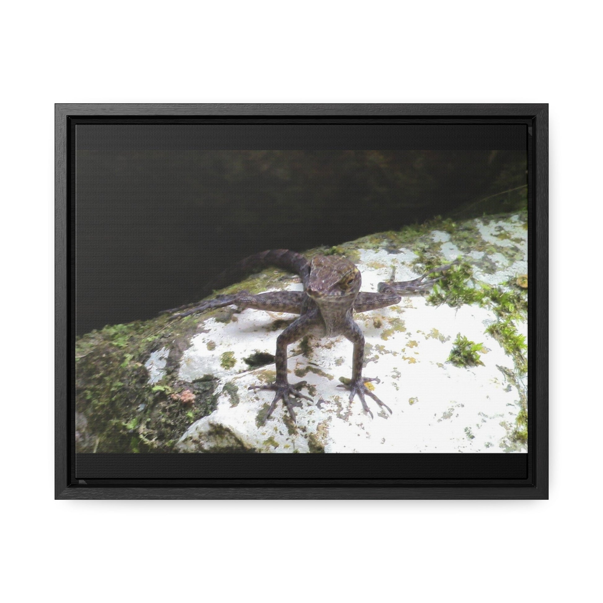 Rainforest Trails & Views - Gallery Canvas Wraps, Horizontal Frame - El Yunque National Forest - Puerto Rico - Lizard in readyness - Green Forest Home