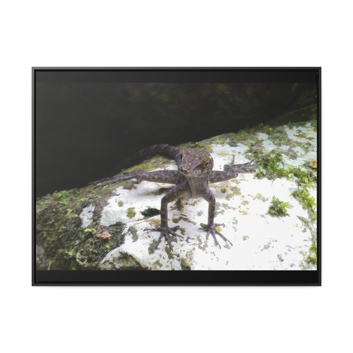 Rainforest Trails & Views - Gallery Canvas Wraps, Horizontal Frame - El Yunque National Forest - Puerto Rico - Lizard in readyness - Green Forest Home