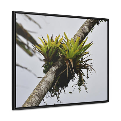 Rainforest Trails & Views - Gallery Canvas Wraps, Horizontal Frame - El Yunque National Forest - Puerto Rico - Lone Sierra Palm survives Hurricane Maria 2017 winds of 140MPH - Green Forest Home