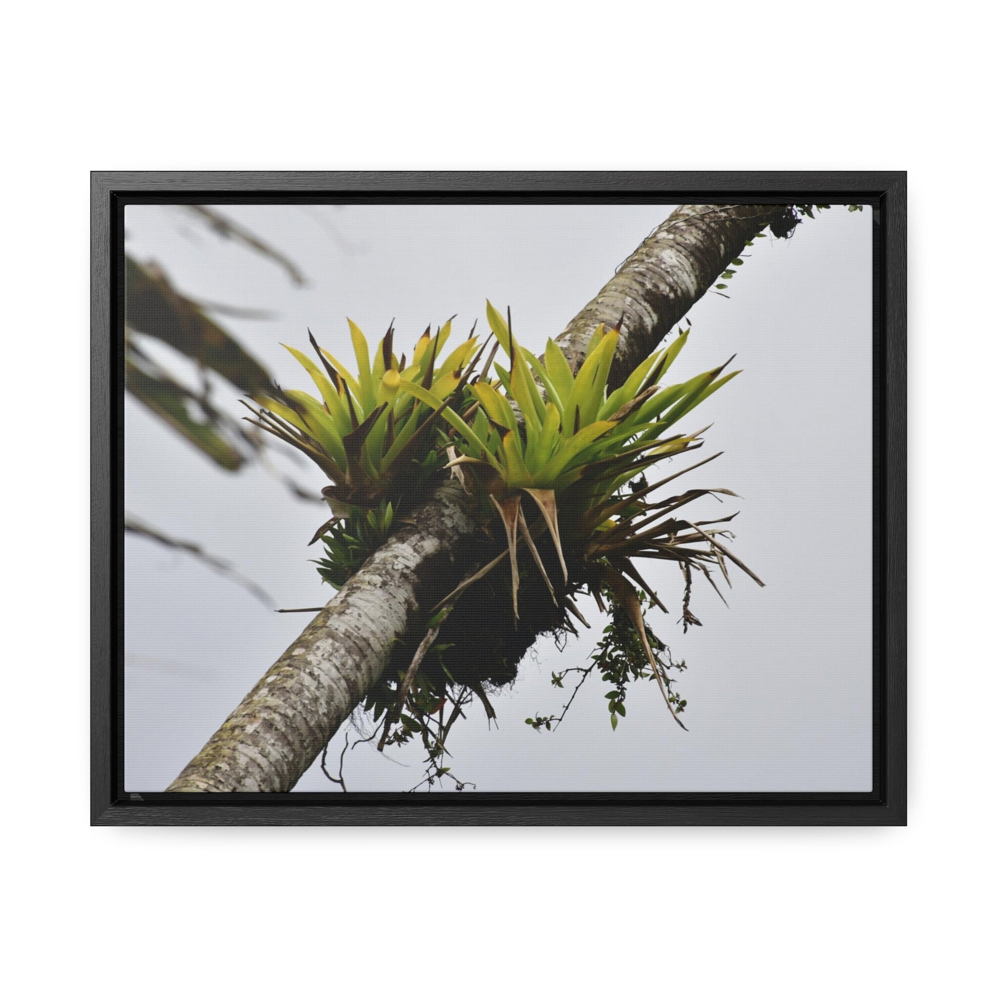 Rainforest Trails & Views - Gallery Canvas Wraps, Horizontal Frame - El Yunque National Forest - Puerto Rico - Lone Sierra Palm survives Hurricane Maria 2017 winds of 140MPH - Green Forest Home