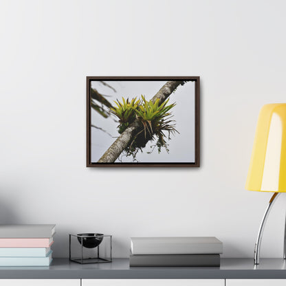 Rainforest Trails & Views - Gallery Canvas Wraps, Horizontal Frame - El Yunque National Forest - Puerto Rico - Lone Sierra Palm survives Hurricane Maria 2017 winds of 140MPH - Green Forest Home