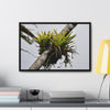 Rainforest Trails & Views - Gallery Canvas Wraps, Horizontal Frame - El Yunque National Forest - Puerto Rico - Lone Sierra Palm survives Hurricane Maria 2017 winds of 140MPH - Green Forest Home