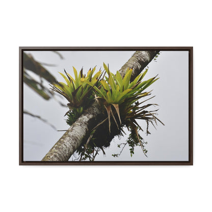 Rainforest Trails & Views - Gallery Canvas Wraps, Horizontal Frame - El Yunque National Forest - Puerto Rico - Lone Sierra Palm survives Hurricane Maria 2017 winds of 140MPH - Green Forest Home