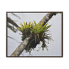 Rainforest Trails & Views - Gallery Canvas Wraps, Horizontal Frame - El Yunque National Forest - Puerto Rico - Lone Sierra Palm survives Hurricane Maria 2017 winds of 140MPH - Green Forest Home