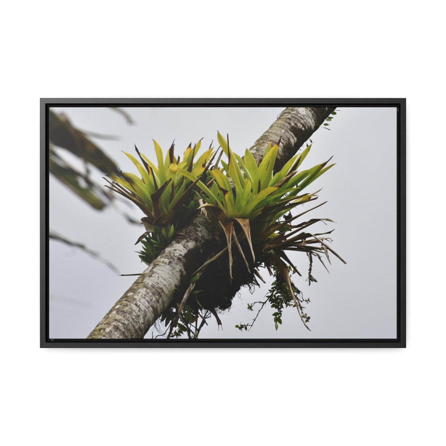 Rainforest Trails & Views - Gallery Canvas Wraps, Horizontal Frame - El Yunque National Forest - Puerto Rico - Lone Sierra Palm survives Hurricane Maria 2017 winds of 140MPH - Green Forest Home