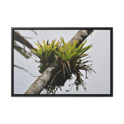 Rainforest Trails & Views - Gallery Canvas Wraps, Horizontal Frame - El Yunque National Forest - Puerto Rico - Lone Sierra Palm survives Hurricane Maria 2017 winds of 140MPH - Green Forest Home