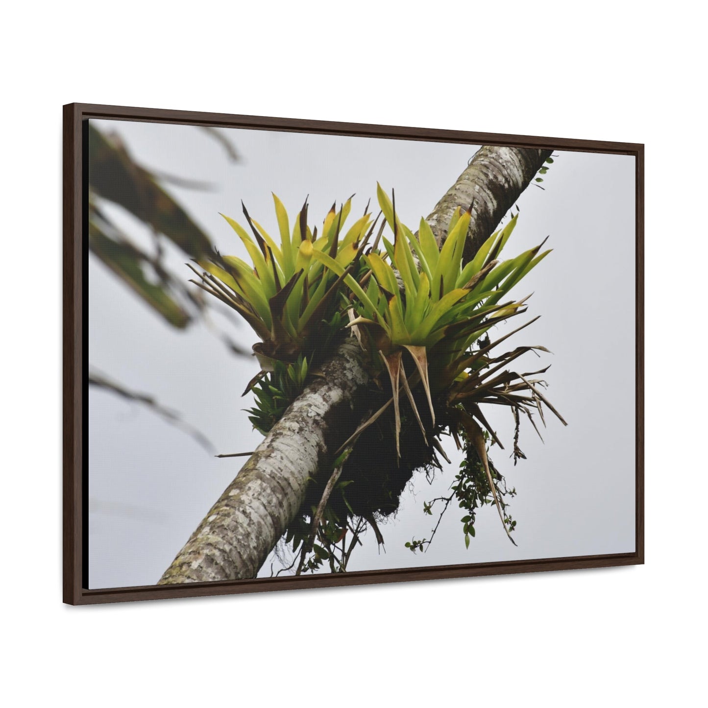 Rainforest Trails & Views - Gallery Canvas Wraps, Horizontal Frame - El Yunque National Forest - Puerto Rico - Lone Sierra Palm survives Hurricane Maria 2017 winds of 140MPH - Green Forest Home