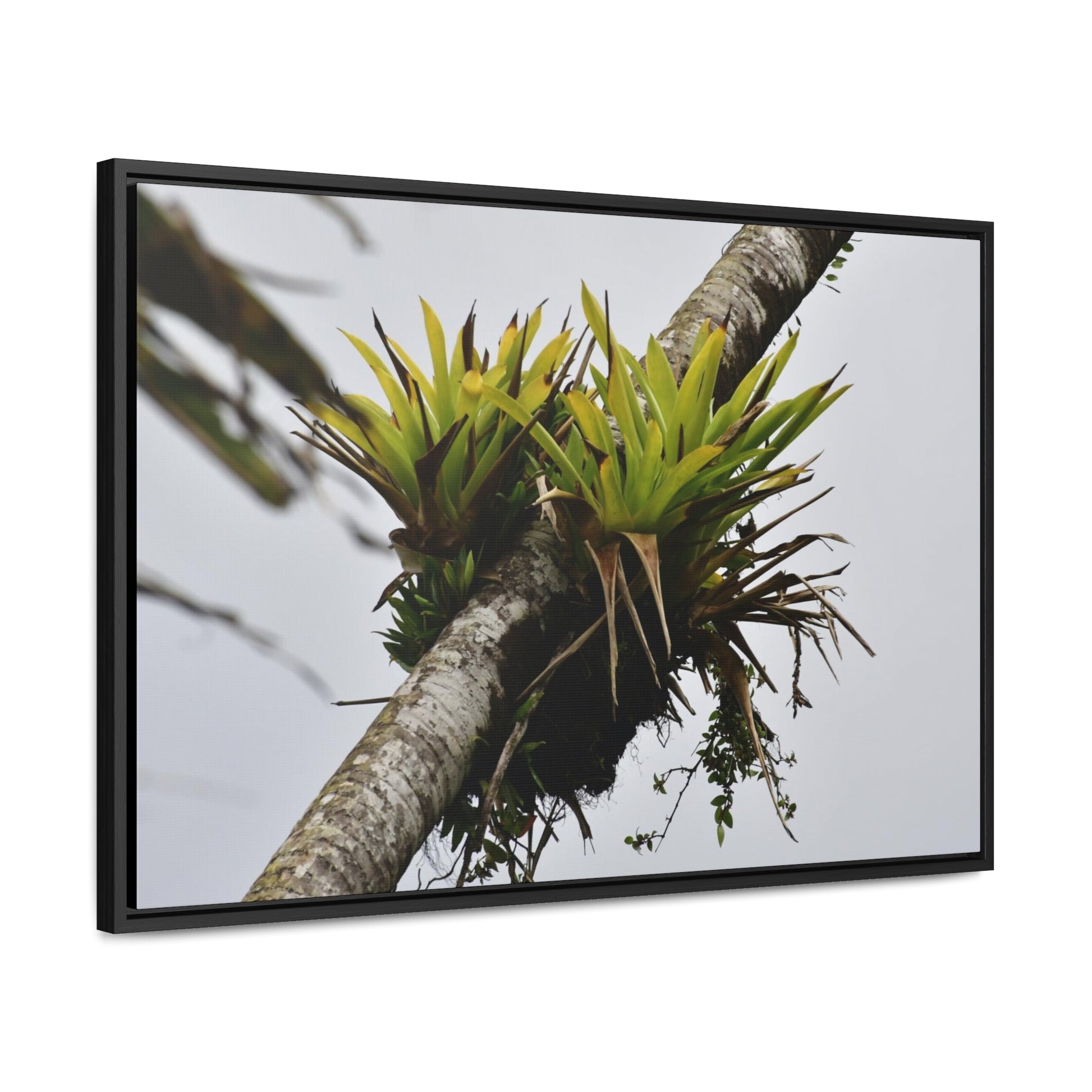 Rainforest Trails & Views - Gallery Canvas Wraps, Horizontal Frame - El Yunque National Forest - Puerto Rico - Lone Sierra Palm survives Hurricane Maria 2017 winds of 140MPH - Green Forest Home