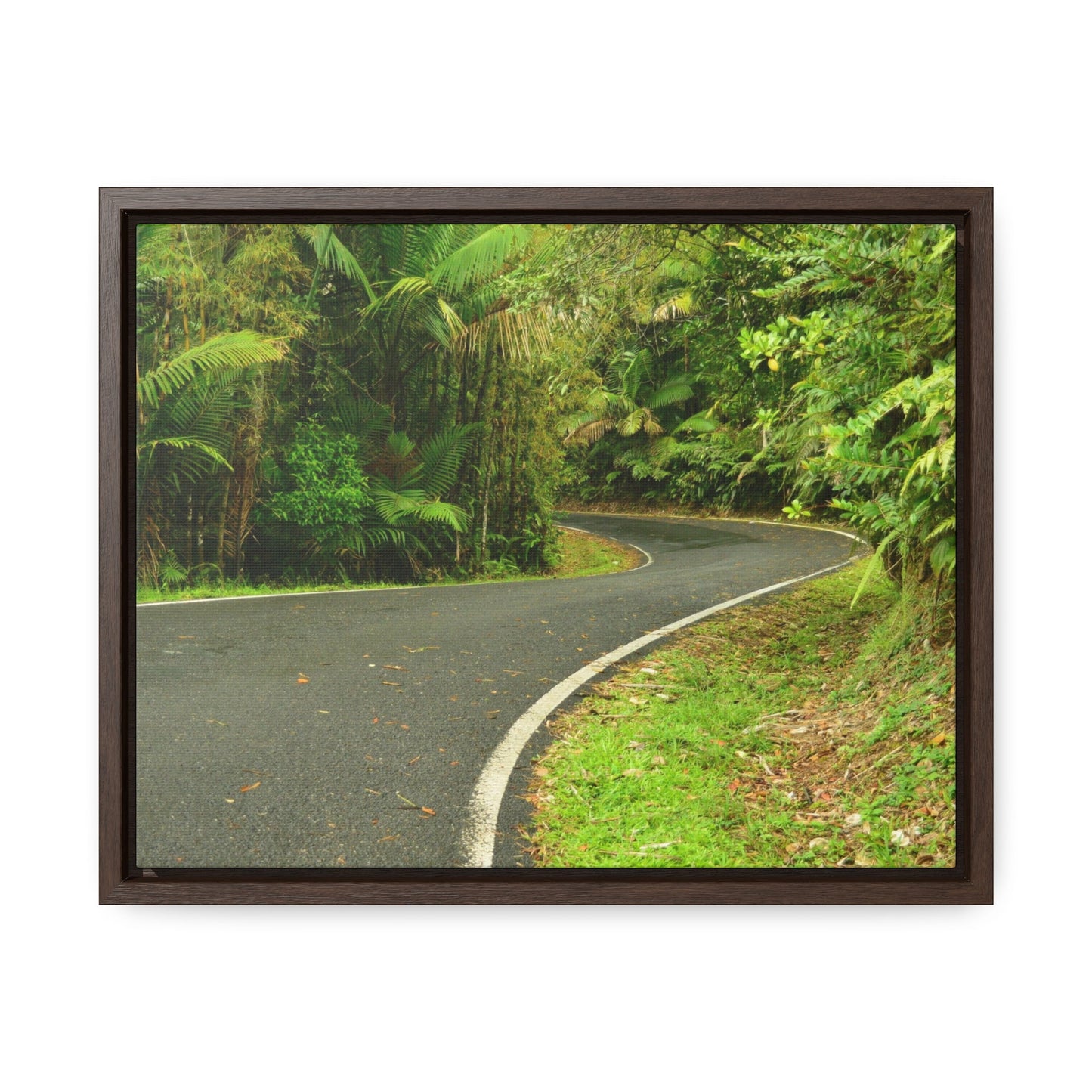 Rainforest Trails & Views - Gallery Canvas Wraps, Horizontal Frame - El Yunque National Forest - Puerto Rico - Lovely swings of the main road PR 191 near the top - Green Forest Home