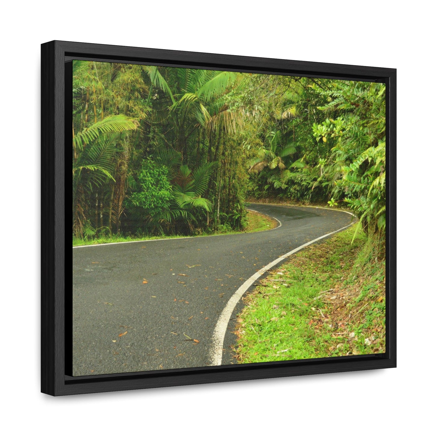 Rainforest Trails & Views - Gallery Canvas Wraps, Horizontal Frame - El Yunque National Forest - Puerto Rico - Lovely swings of the main road PR 191 near the top - Green Forest Home
