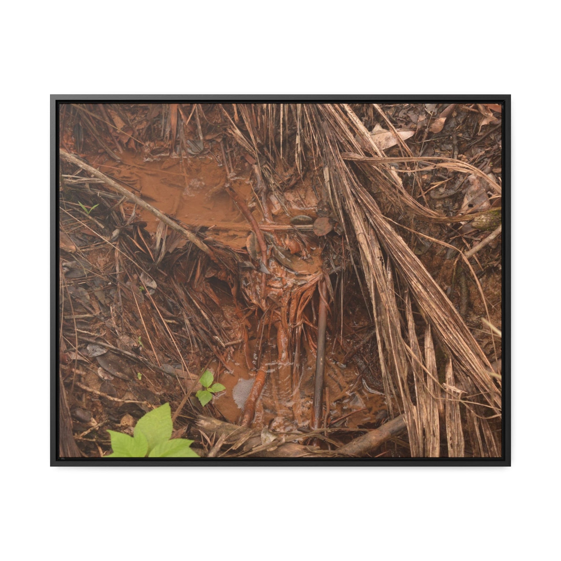 Rainforest Trails & Views - Gallery Canvas Wraps, Horizontal Frame - El Yunque National Forest - Puerto Rico - Muddy stream after rain - Green Forest Home