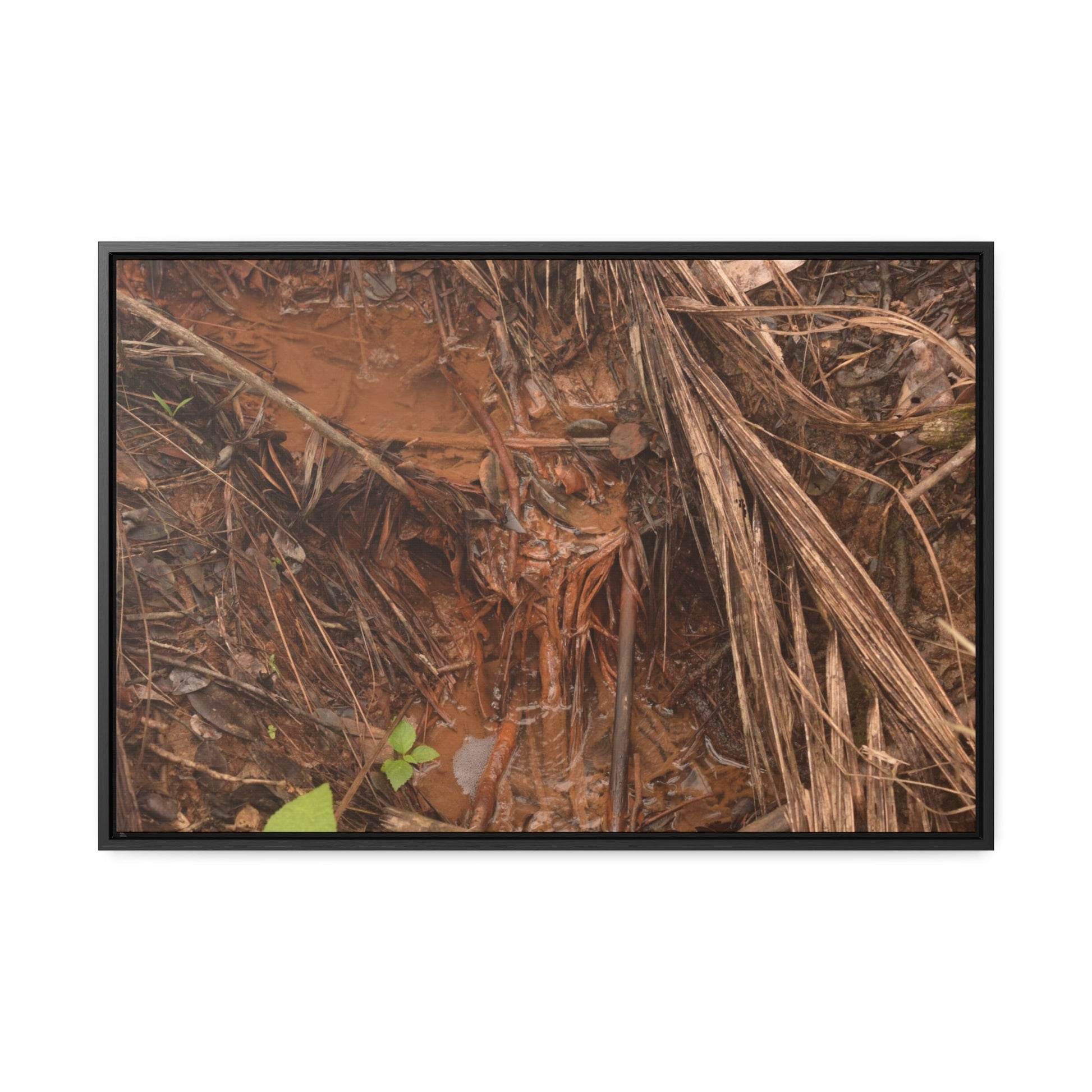 Rainforest Trails & Views - Gallery Canvas Wraps, Horizontal Frame - El Yunque National Forest - Puerto Rico - Muddy stream after rain - Green Forest Home