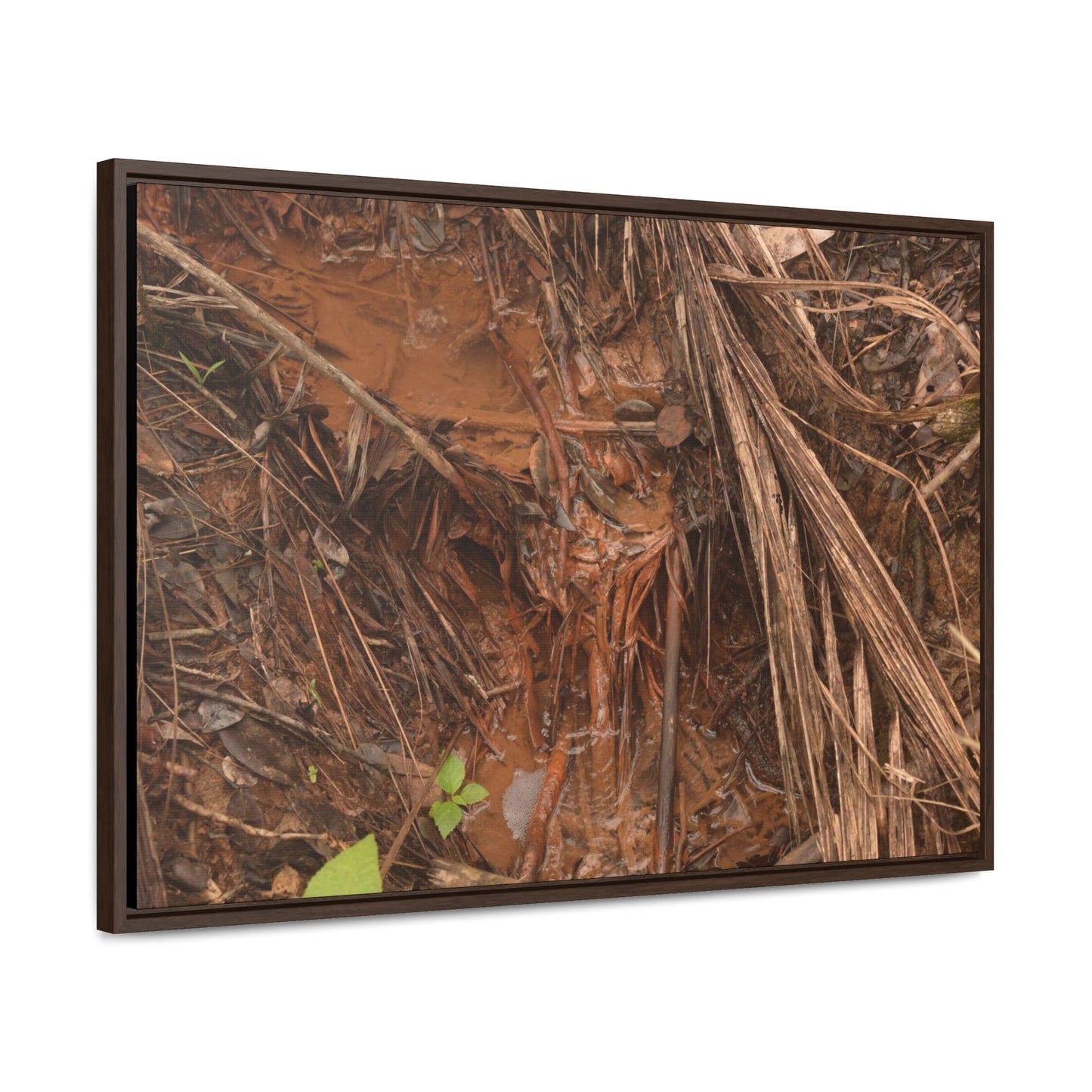 Rainforest Trails & Views - Gallery Canvas Wraps, Horizontal Frame - El Yunque National Forest - Puerto Rico - Muddy stream after rain - Green Forest Home