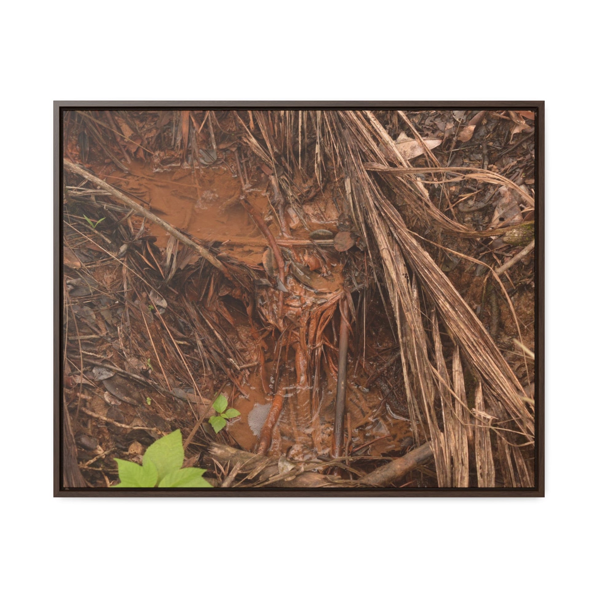Rainforest Trails & Views - Gallery Canvas Wraps, Horizontal Frame - El Yunque National Forest - Puerto Rico - Muddy stream after rain - Green Forest Home