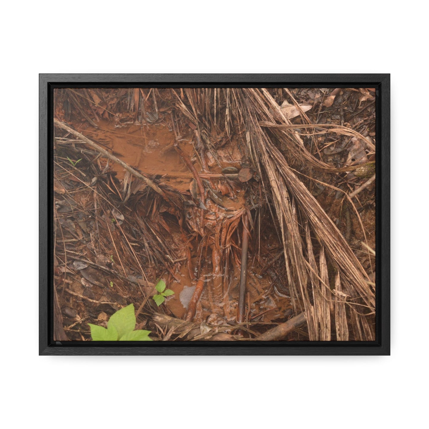 Rainforest Trails & Views - Gallery Canvas Wraps, Horizontal Frame - El Yunque National Forest - Puerto Rico - Muddy stream after rain - Green Forest Home