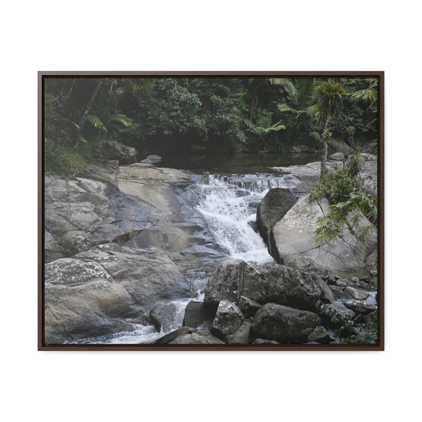 Rainforest Trails & Views - Gallery Canvas Wraps, Horizontal Frame - El Yunque National Forest - Puerto Rico - Nice ponds above the bridge and next toi Rio Sabana Park camping grounds - Green Forest Home