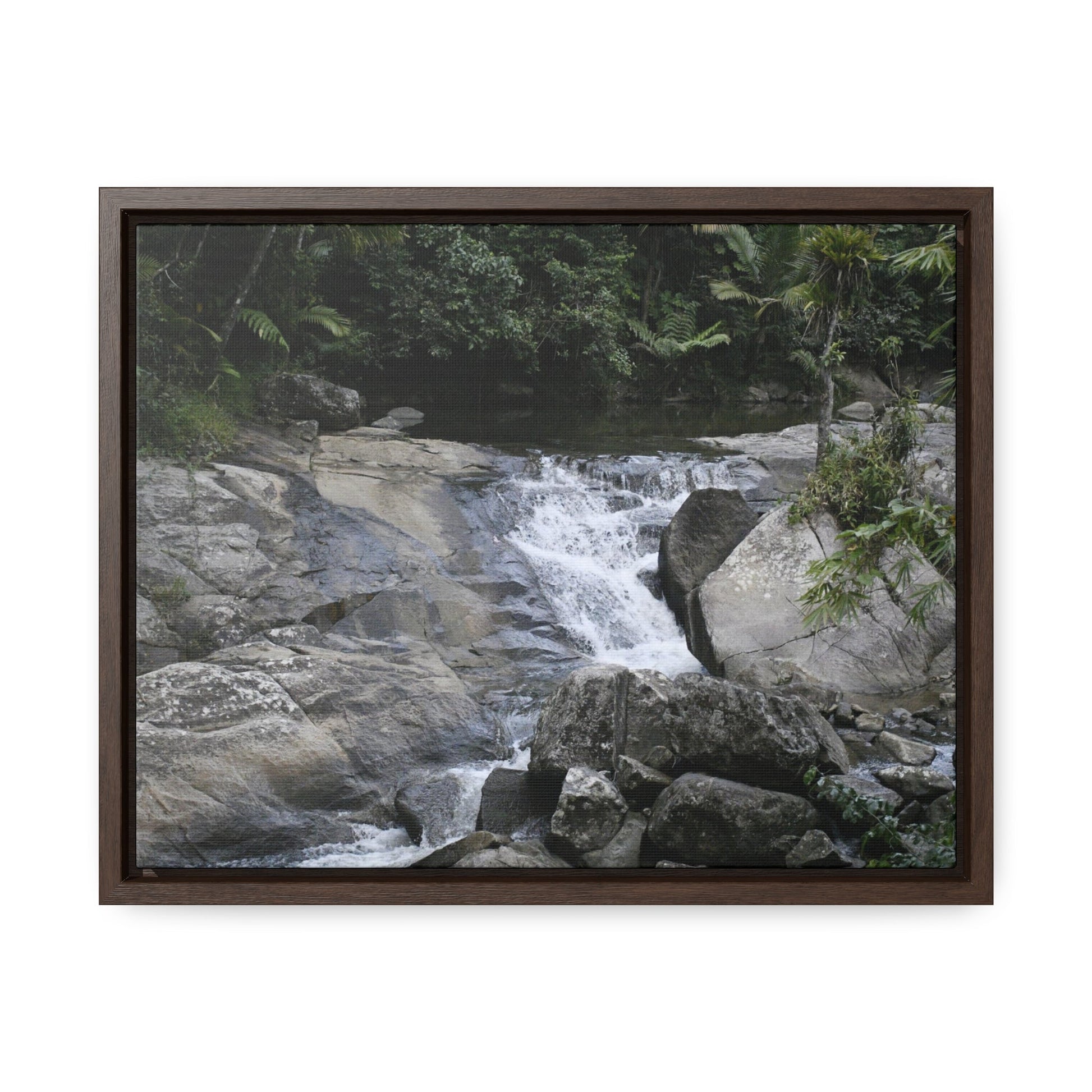 Rainforest Trails & Views - Gallery Canvas Wraps, Horizontal Frame - El Yunque National Forest - Puerto Rico - Nice ponds above the bridge and next toi Rio Sabana Park camping grounds - Green Forest Home