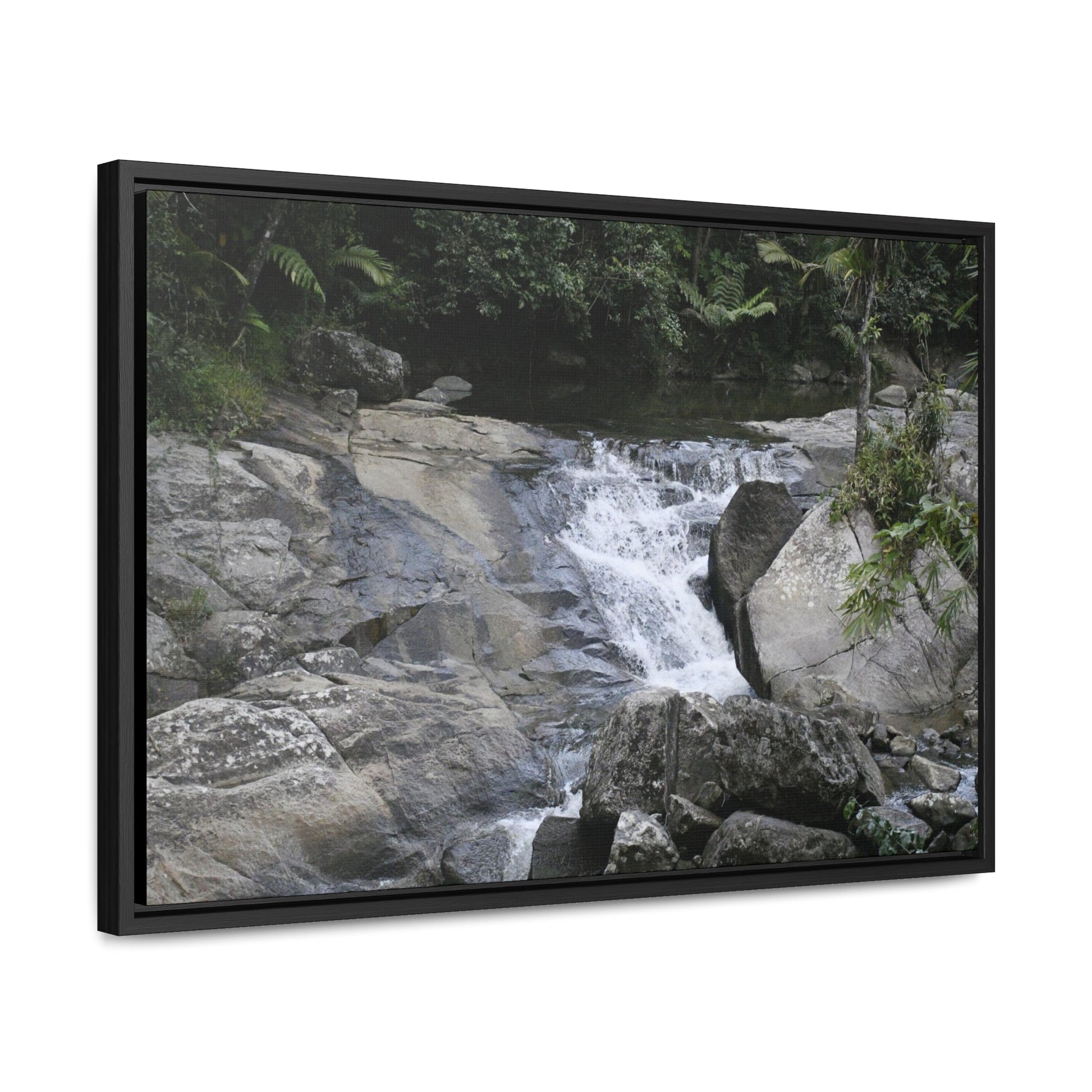 Rainforest Trails & Views - Gallery Canvas Wraps, Horizontal Frame - El Yunque National Forest - Puerto Rico - Nice ponds above the bridge and next toi Rio Sabana Park camping grounds - Green Forest Home