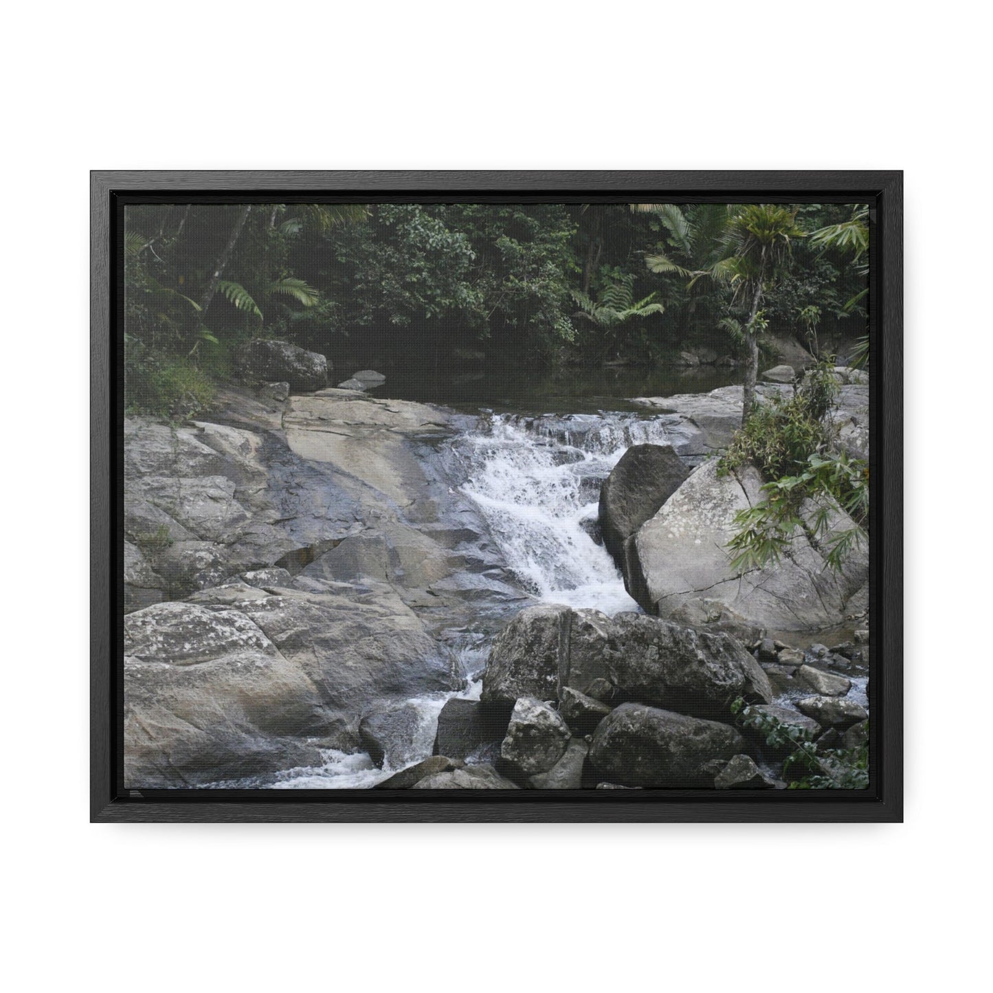 Rainforest Trails & Views - Gallery Canvas Wraps, Horizontal Frame - El Yunque National Forest - Puerto Rico - Nice ponds above the bridge and next toi Rio Sabana Park camping grounds - Green Forest Home