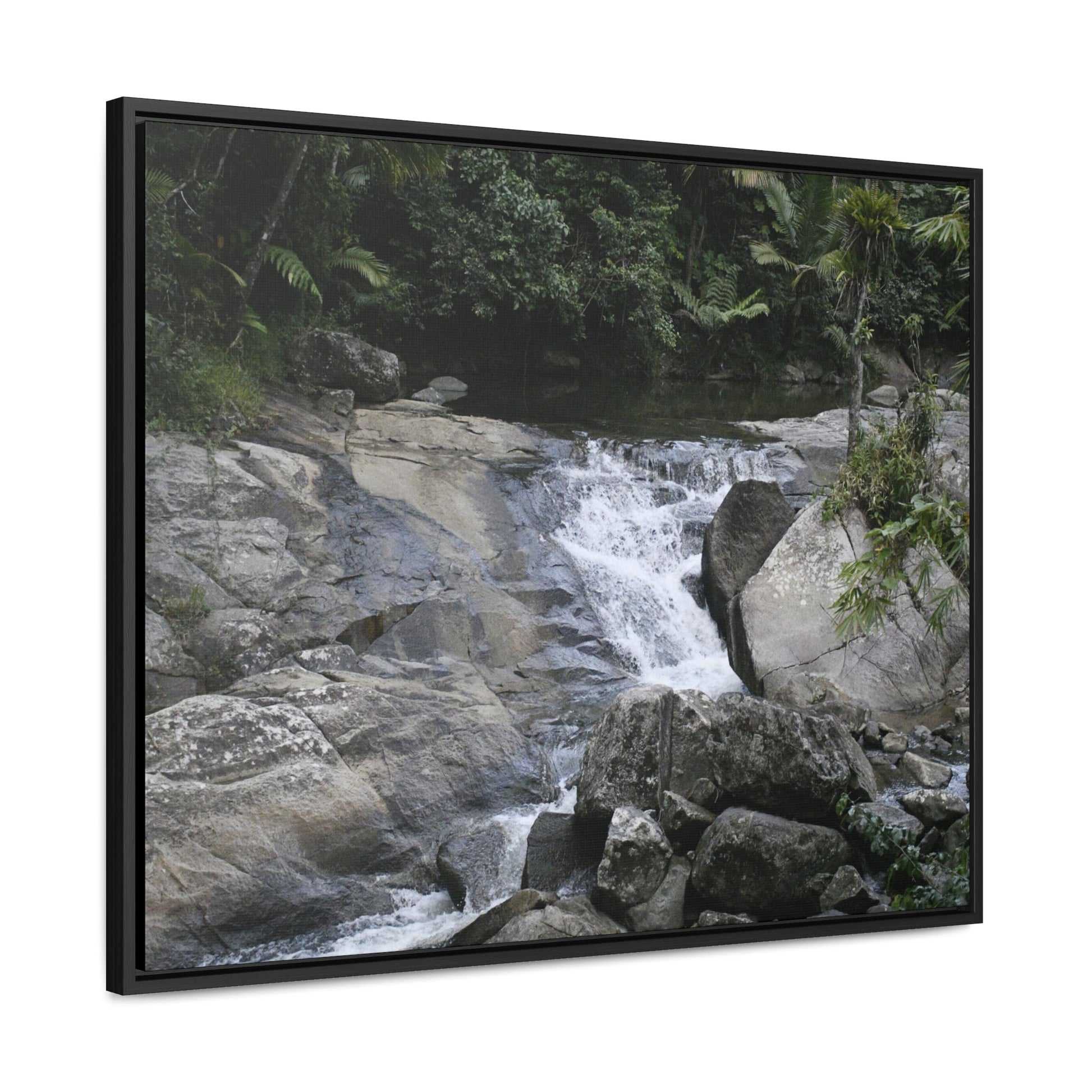 Rainforest Trails & Views - Gallery Canvas Wraps, Horizontal Frame - El Yunque National Forest - Puerto Rico - Nice ponds above the bridge and next toi Rio Sabana Park camping grounds - Green Forest Home