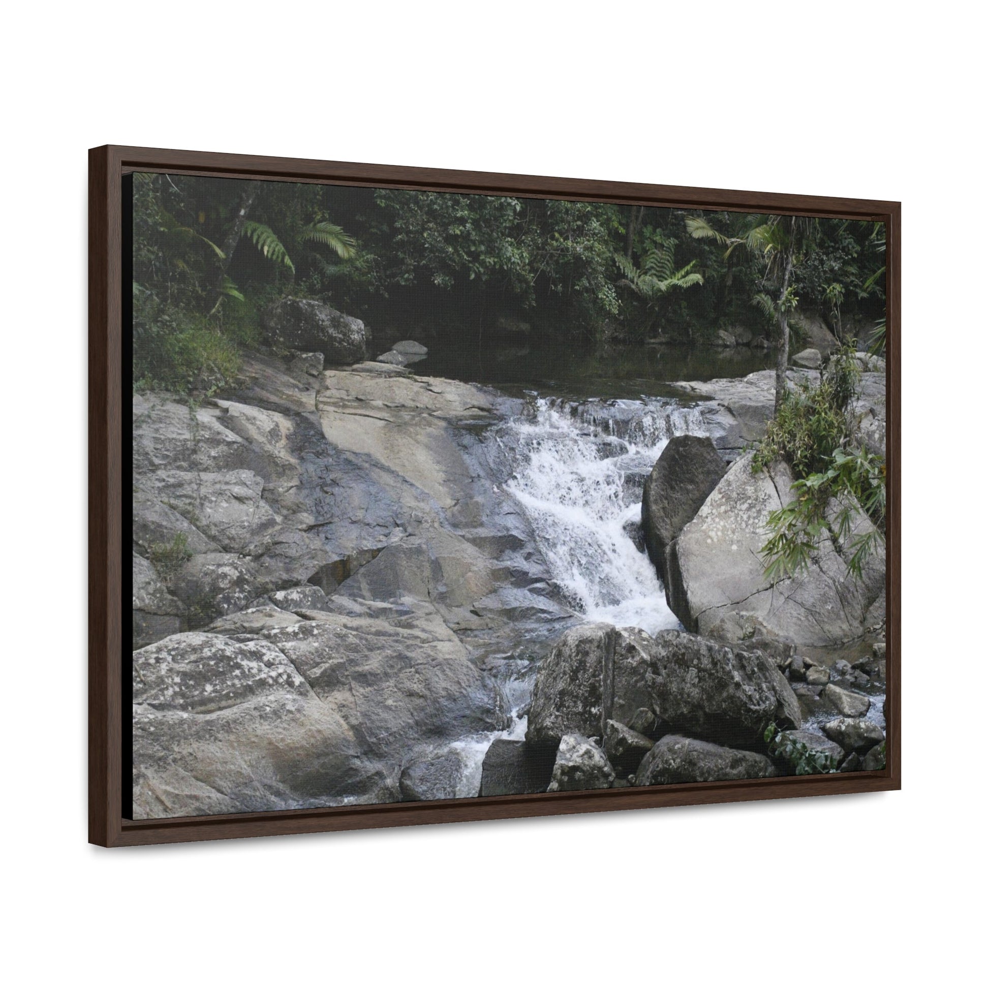 Rainforest Trails & Views - Gallery Canvas Wraps, Horizontal Frame - El Yunque National Forest - Puerto Rico - Nice ponds above the bridge and next toi Rio Sabana Park camping grounds - Green Forest Home