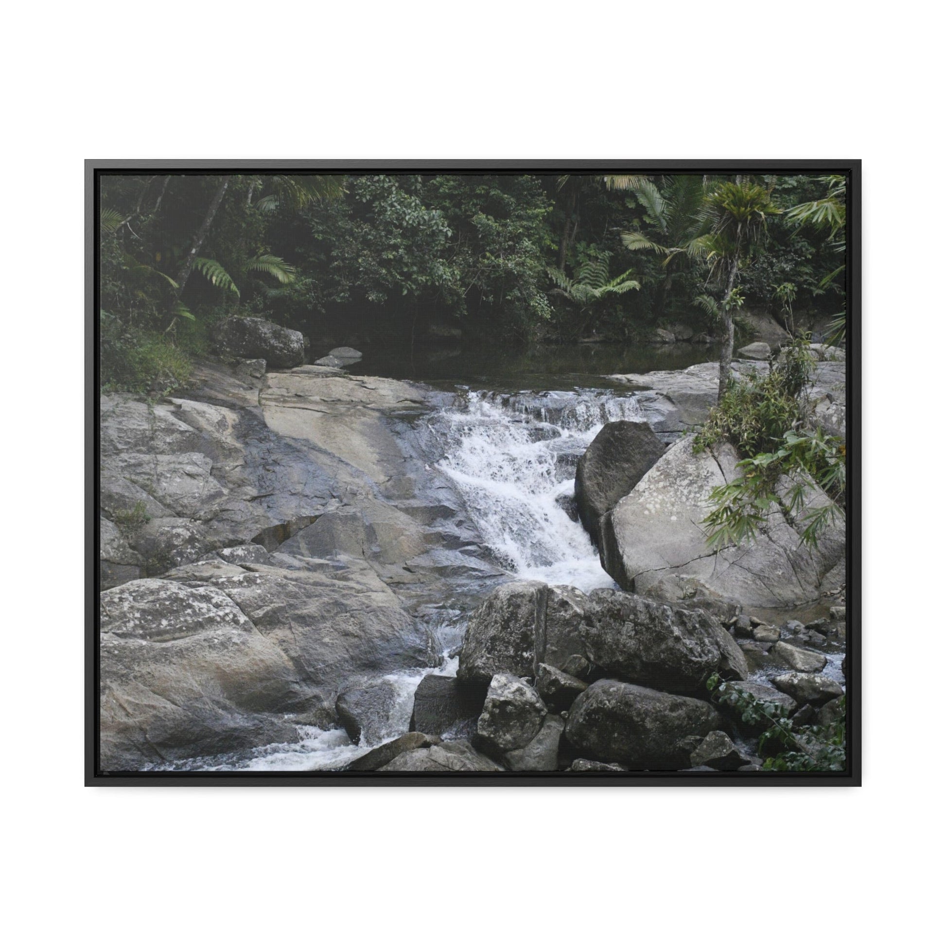 Rainforest Trails & Views - Gallery Canvas Wraps, Horizontal Frame - El Yunque National Forest - Puerto Rico - Nice ponds above the bridge and next toi Rio Sabana Park camping grounds - Green Forest Home