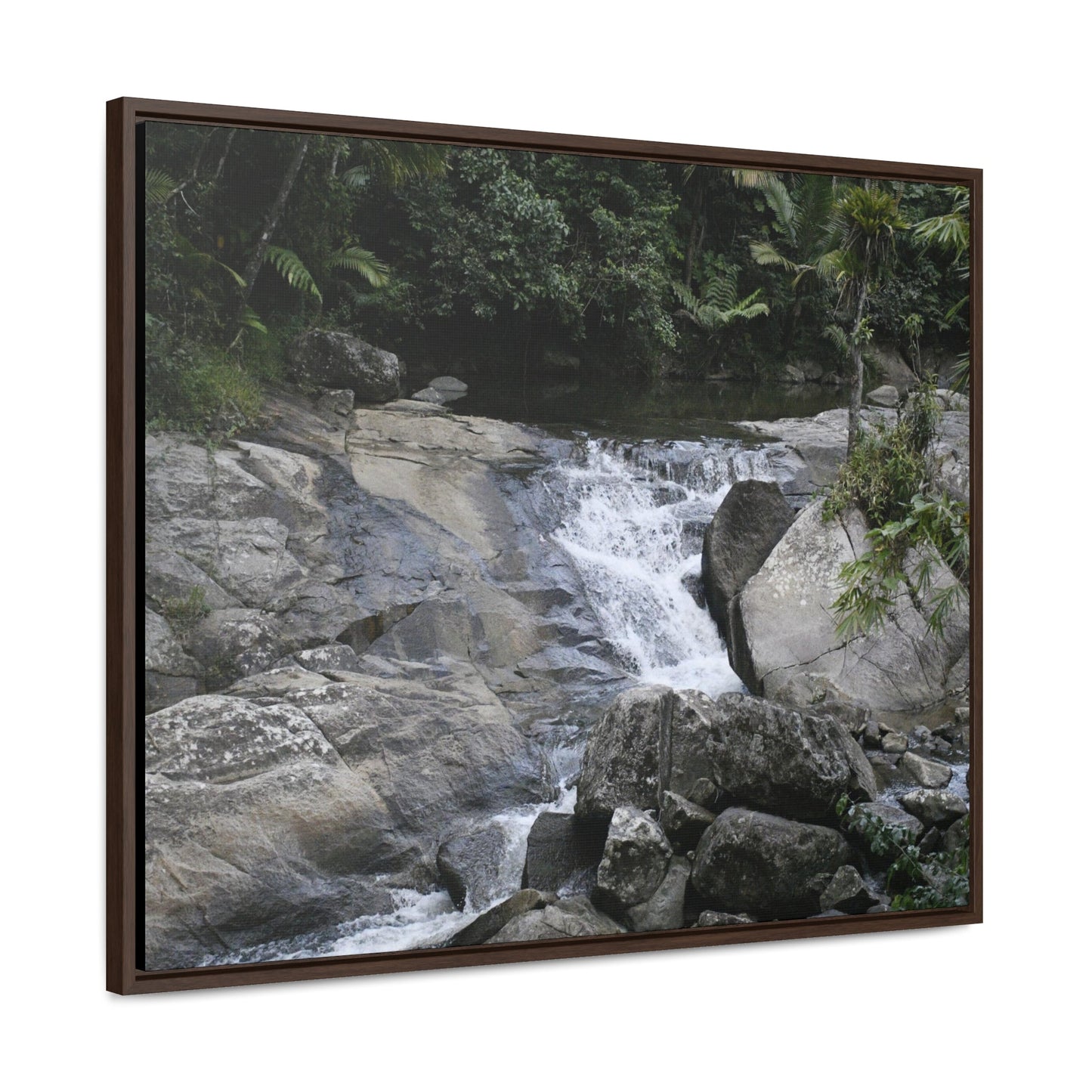 Rainforest Trails & Views - Gallery Canvas Wraps, Horizontal Frame - El Yunque National Forest - Puerto Rico - Nice ponds above the bridge and next toi Rio Sabana Park camping grounds - Green Forest Home