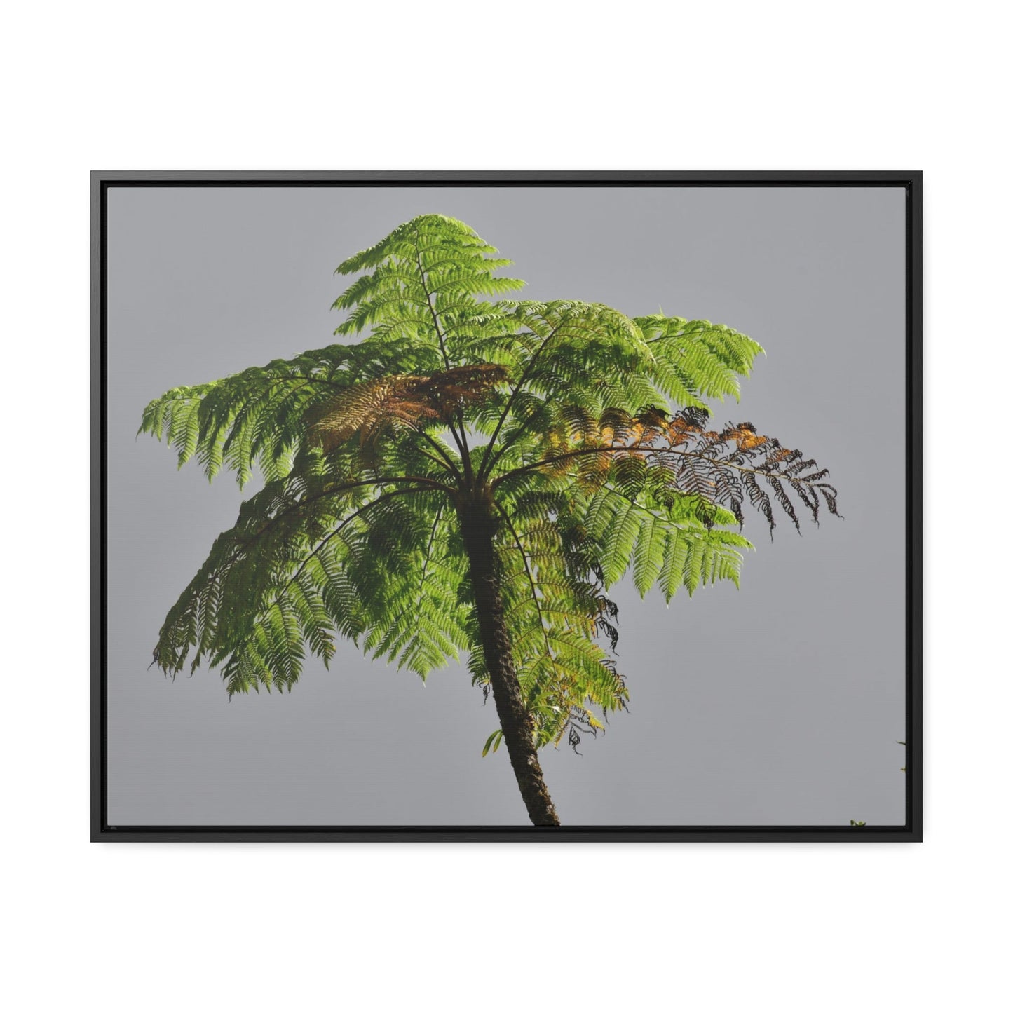 Rainforest Trails & Views - Gallery Canvas Wraps, Horizontal Frame - El Yunque National Forest - Puerto Rico - One of the worlds original trees - the Fern Palm - Green Forest Home