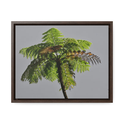 Rainforest Trails & Views - Gallery Canvas Wraps, Horizontal Frame - El Yunque National Forest - Puerto Rico - One of the worlds original trees - the Fern Palm - Green Forest Home