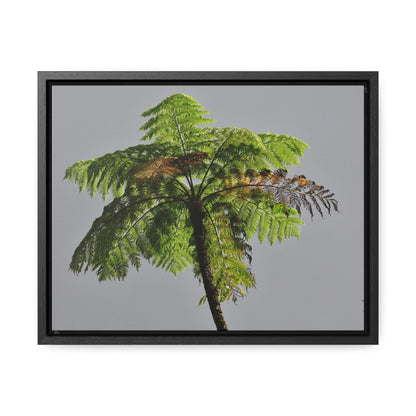 Rainforest Trails & Views - Gallery Canvas Wraps, Horizontal Frame - El Yunque National Forest - Puerto Rico - One of the worlds original trees - the Fern Palm - Green Forest Home